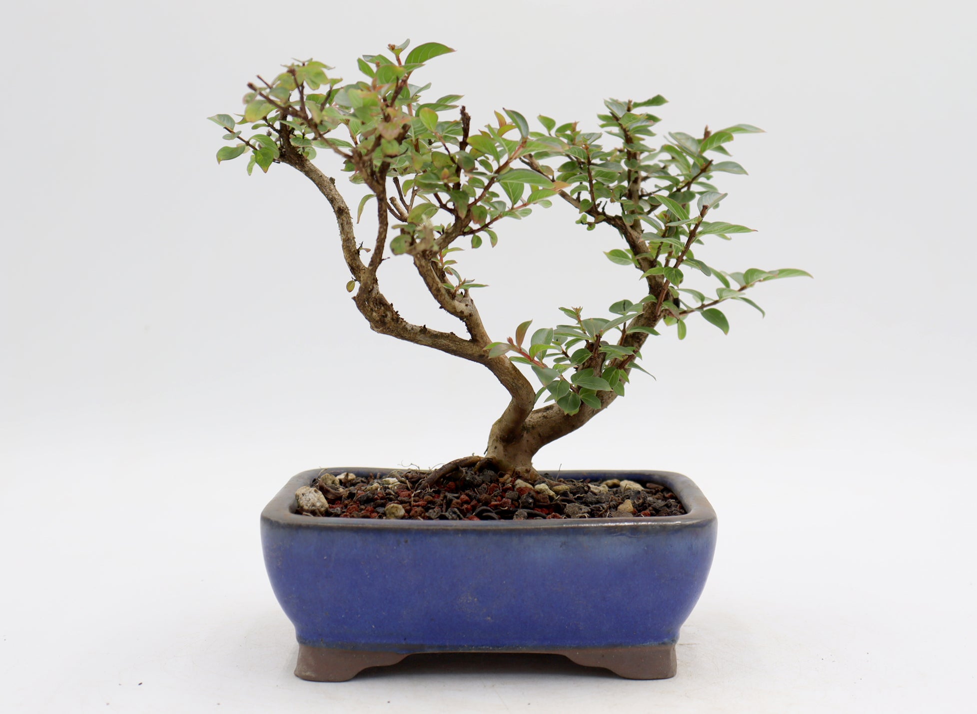 Chickasaw Crepe Myrtle in a Glazed Pot