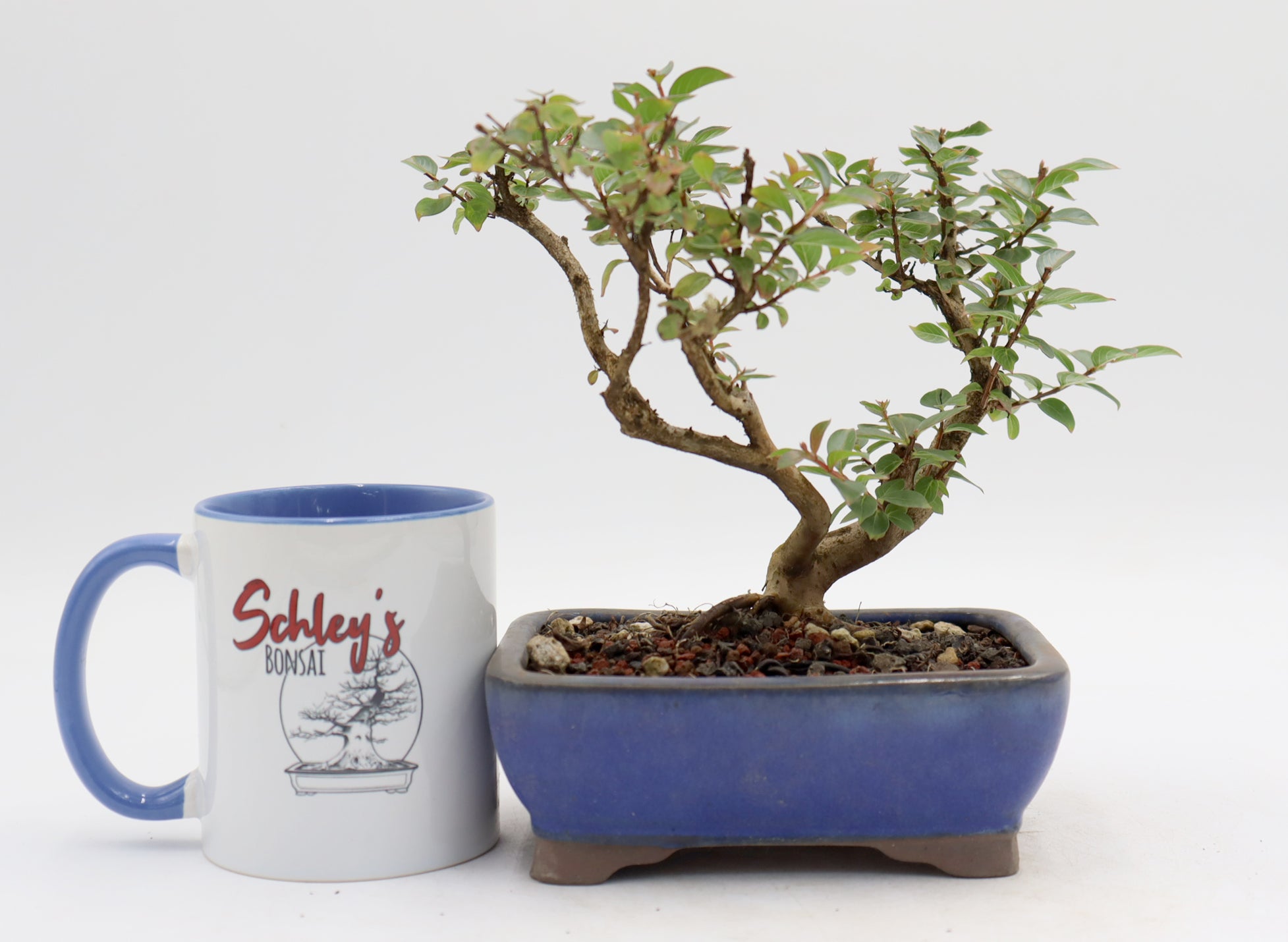 Chickasaw Crepe Myrtle in a Glazed Pot