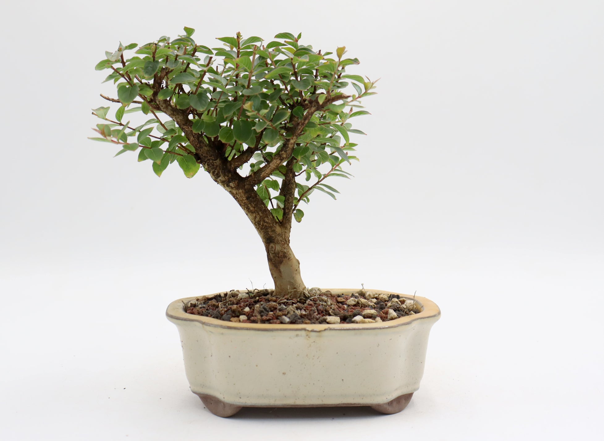 Chickasaw Crepe Myrtle in a Glazed Pot