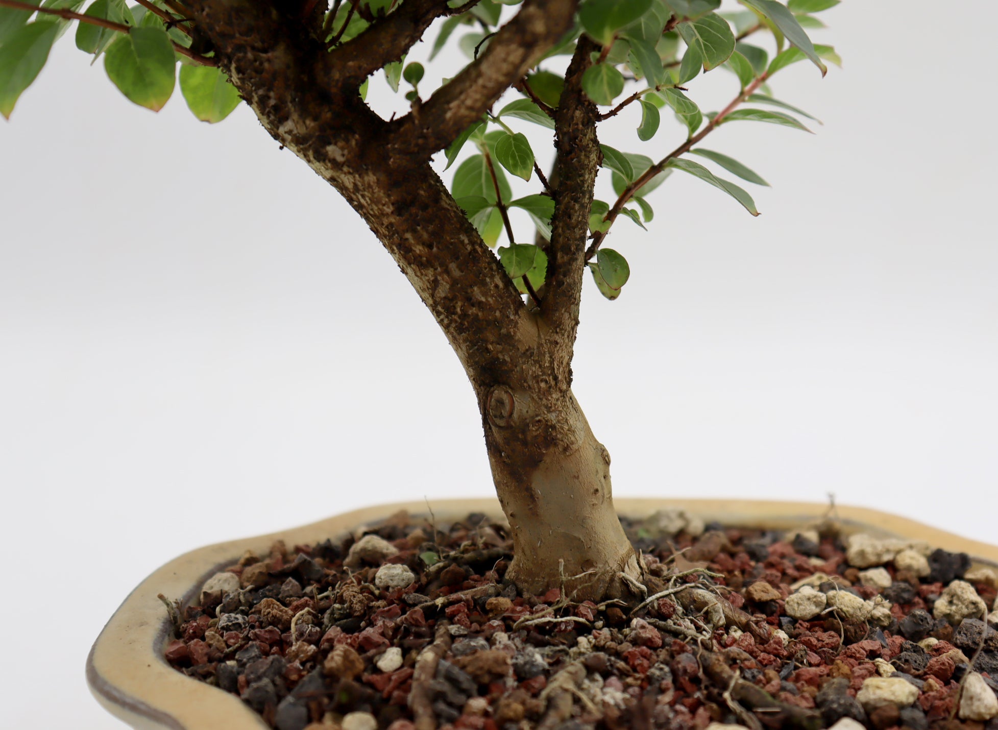 Chickasaw Crepe Myrtle in a Glazed Pot