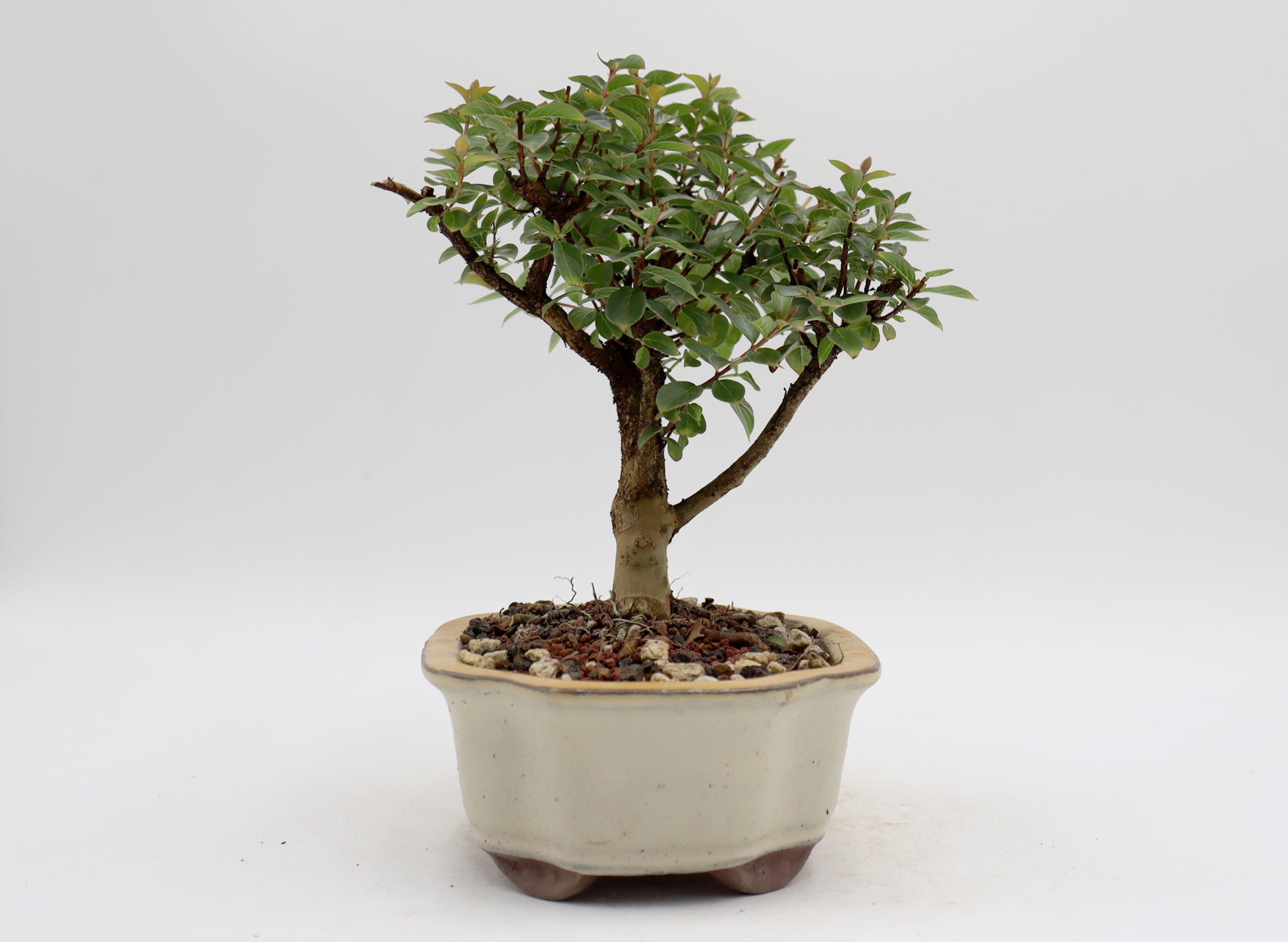 Chickasaw Crepe Myrtle in a Glazed Pot