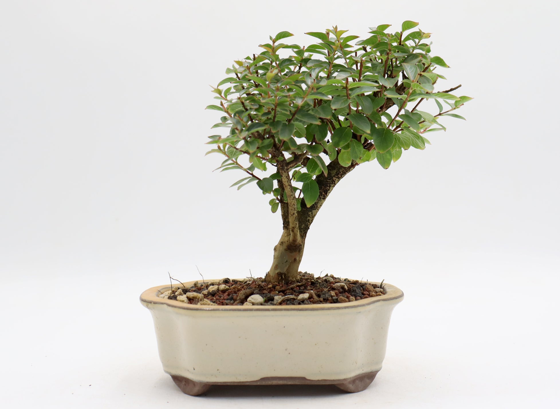 Chickasaw Crepe Myrtle in a Glazed Pot