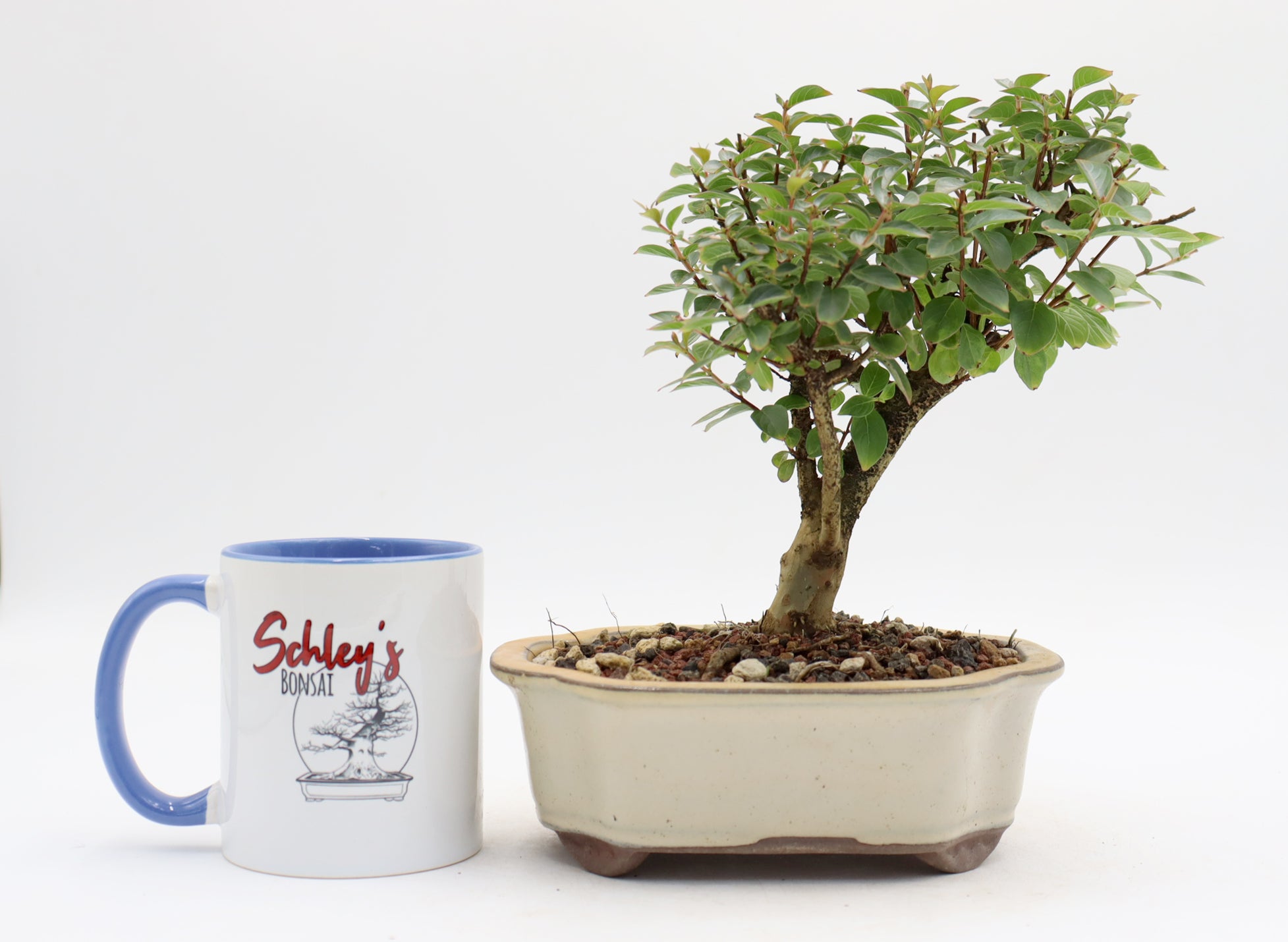 Chickasaw Crepe Myrtle in a Glazed Pot