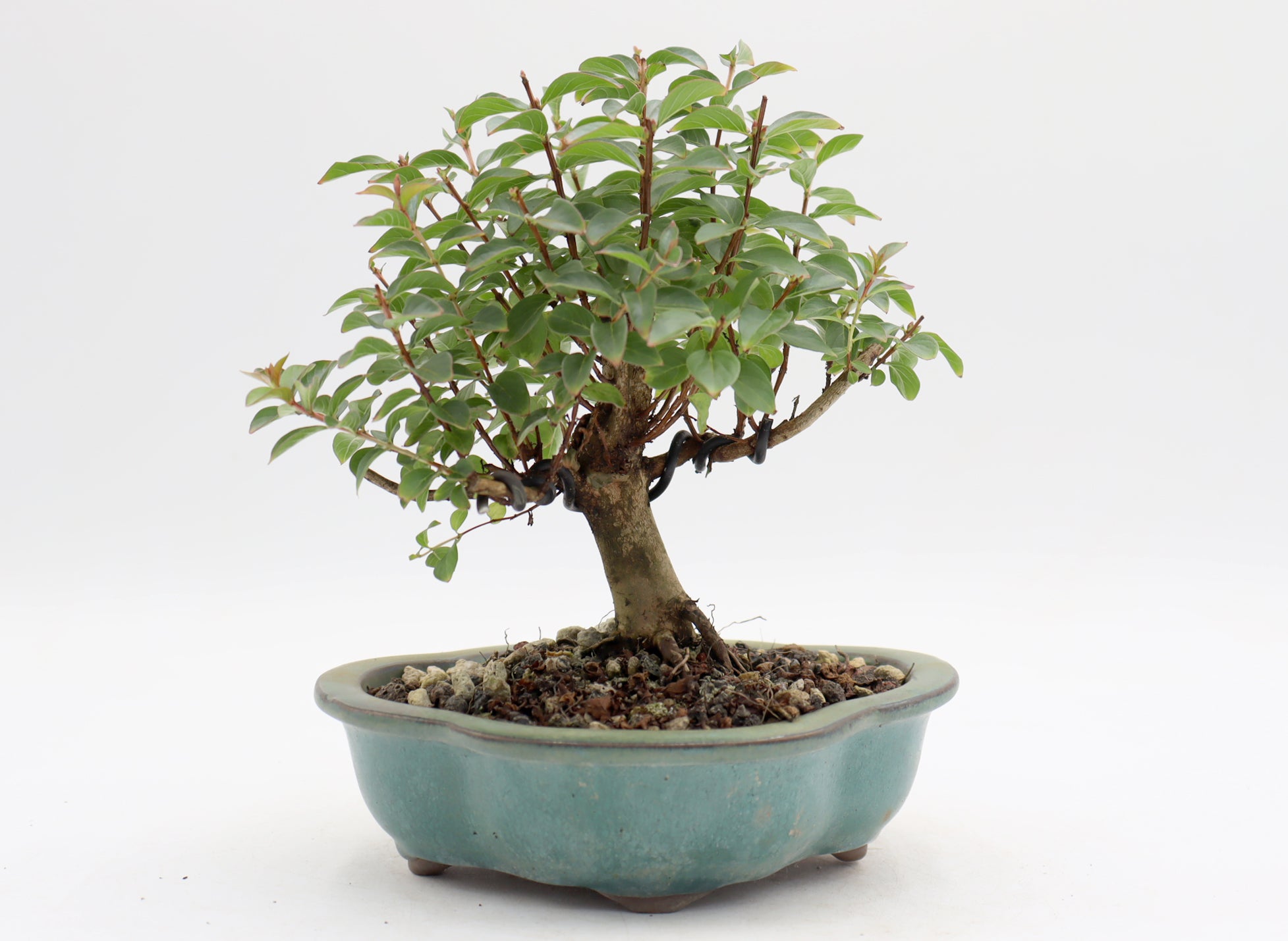 Chickasaw Crepe Myrtle in a Glazed Pot