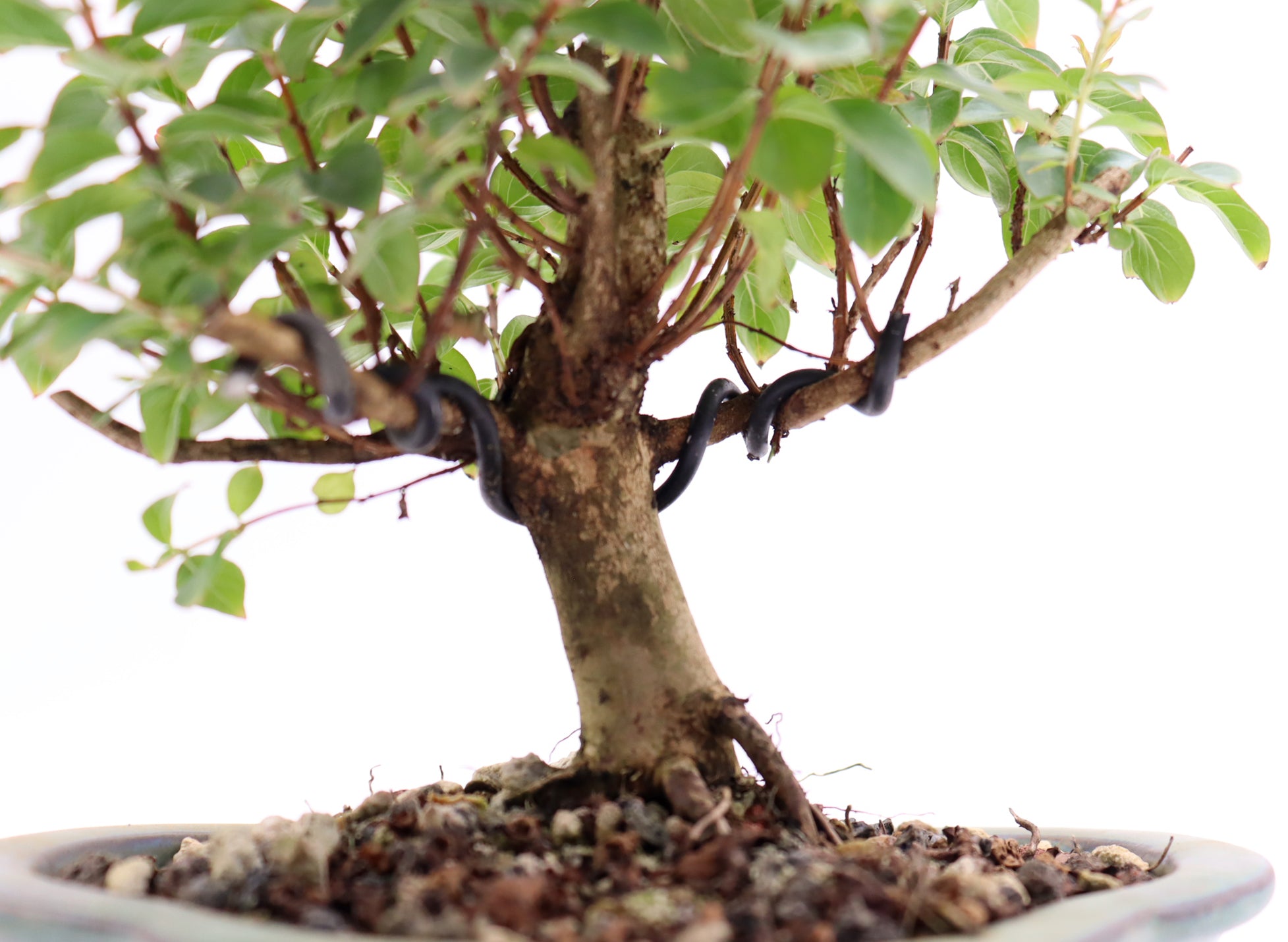 Chickasaw Crepe Myrtle in a Glazed Pot