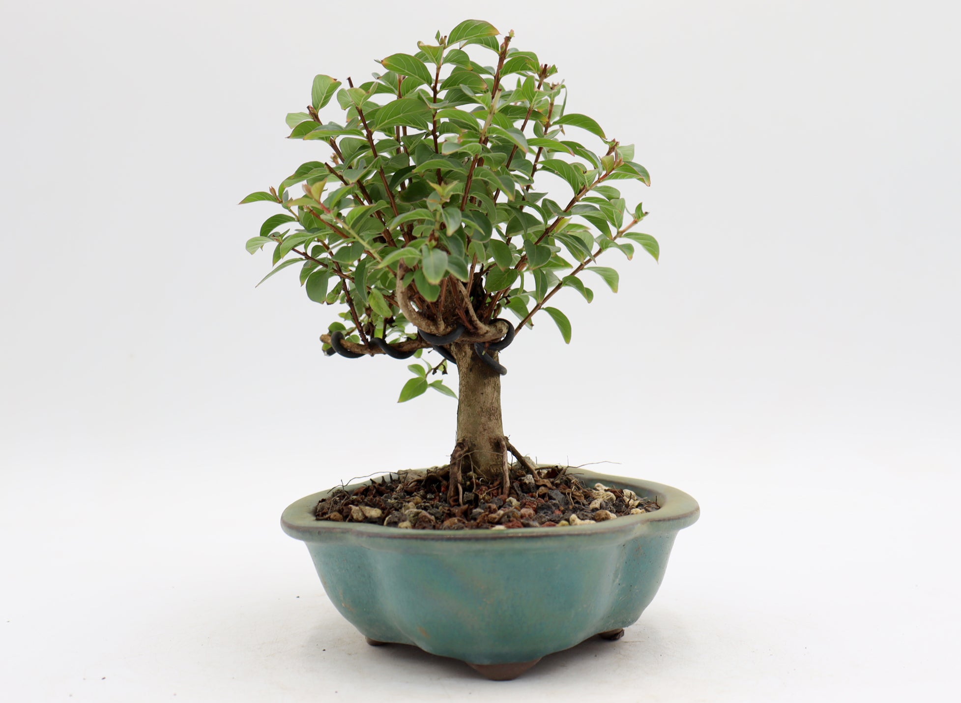 Chickasaw Crepe Myrtle in a Glazed Pot