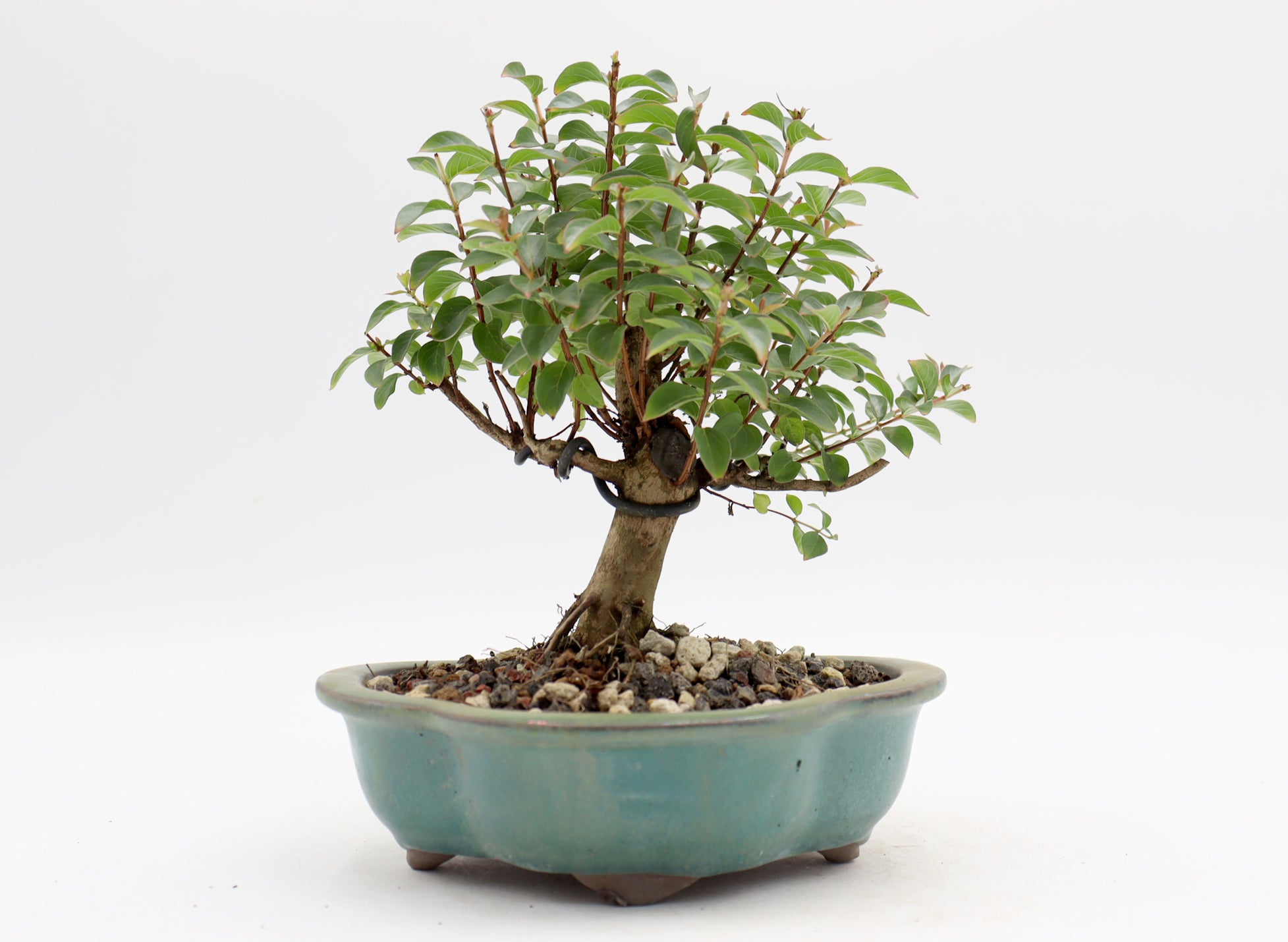 Chickasaw Crepe Myrtle in a Glazed Pot
