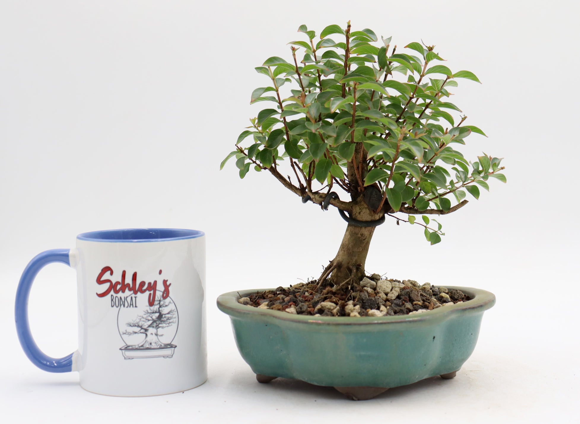 Chickasaw Crepe Myrtle in a Glazed Pot
