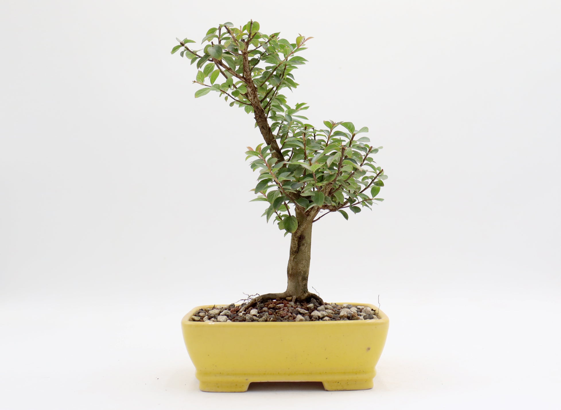Chickasaw Crepe Myrtle in a Glazed Pot