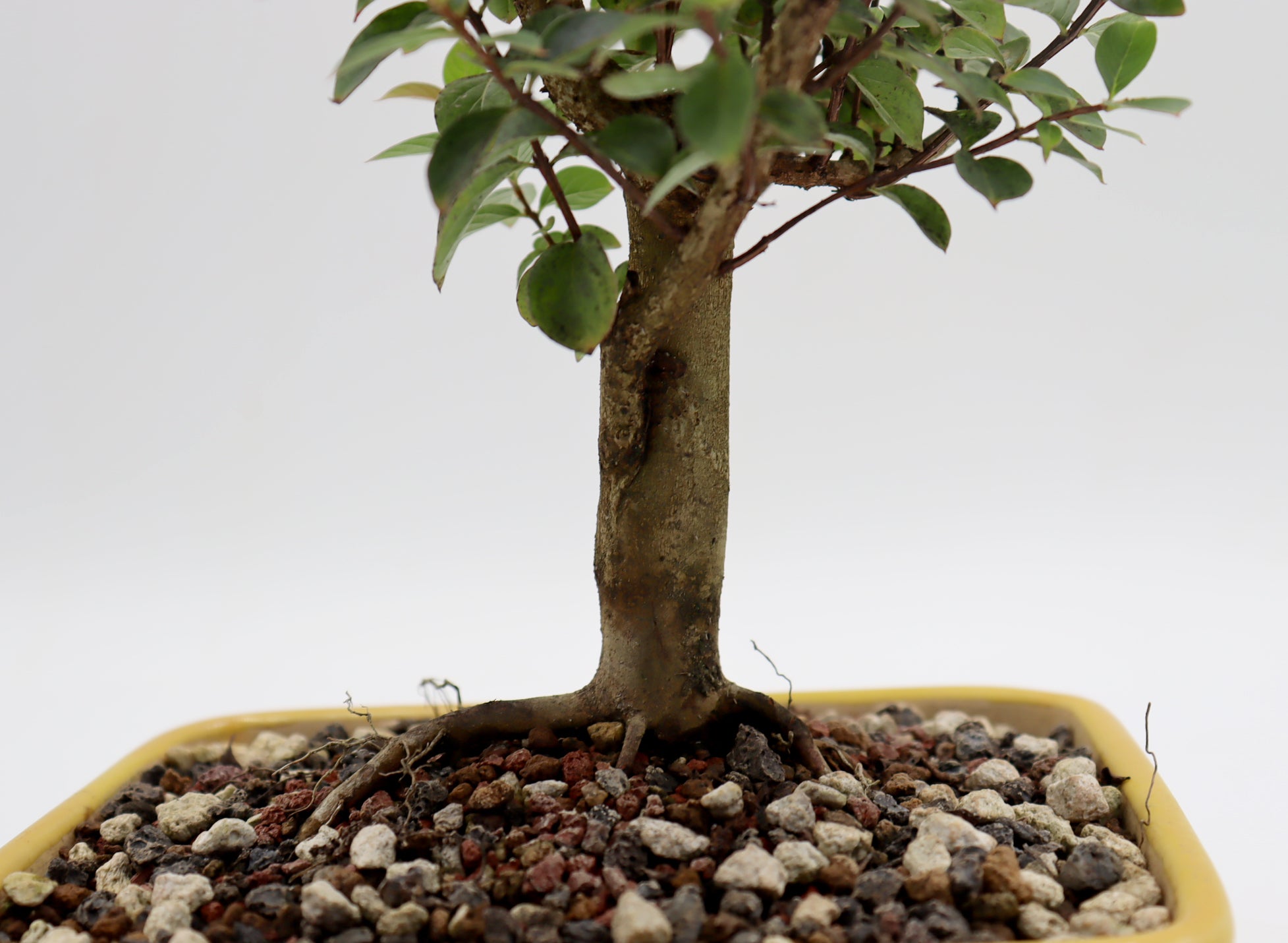Chickasaw Crepe Myrtle in a Glazed Pot