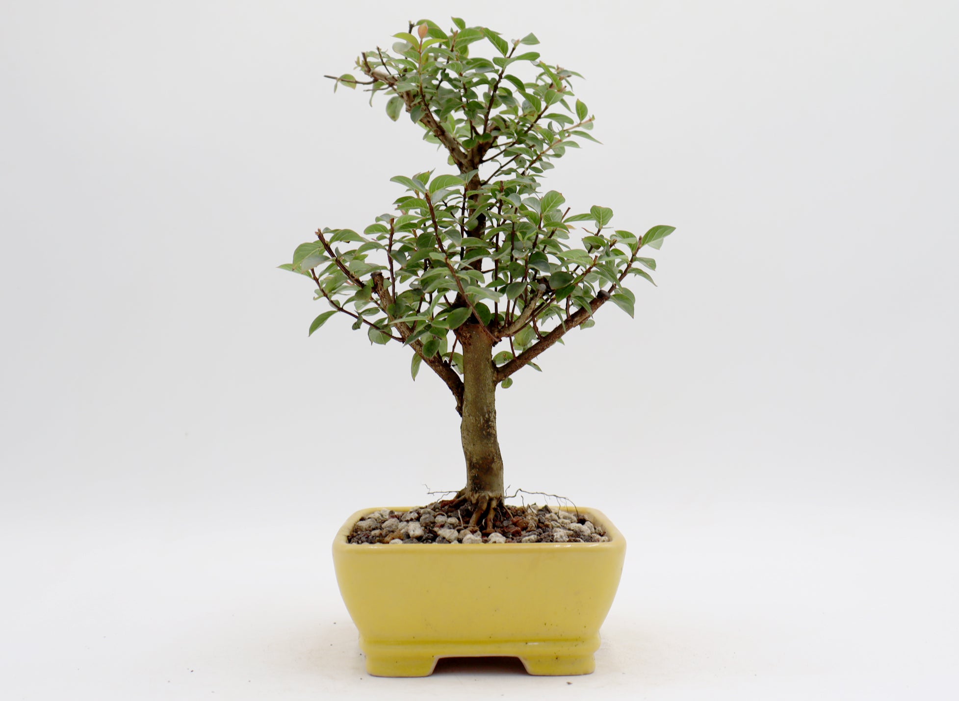 Chickasaw Crepe Myrtle in a Glazed Pot