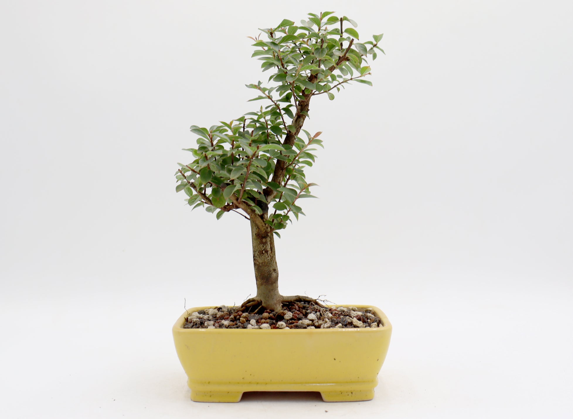 Chickasaw Crepe Myrtle in a Glazed Pot