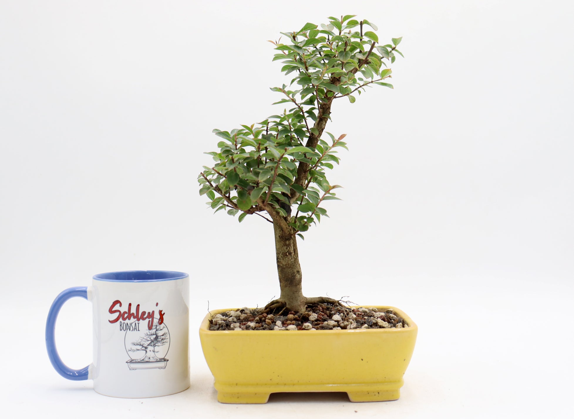 Chickasaw Crepe Myrtle in a Glazed Pot