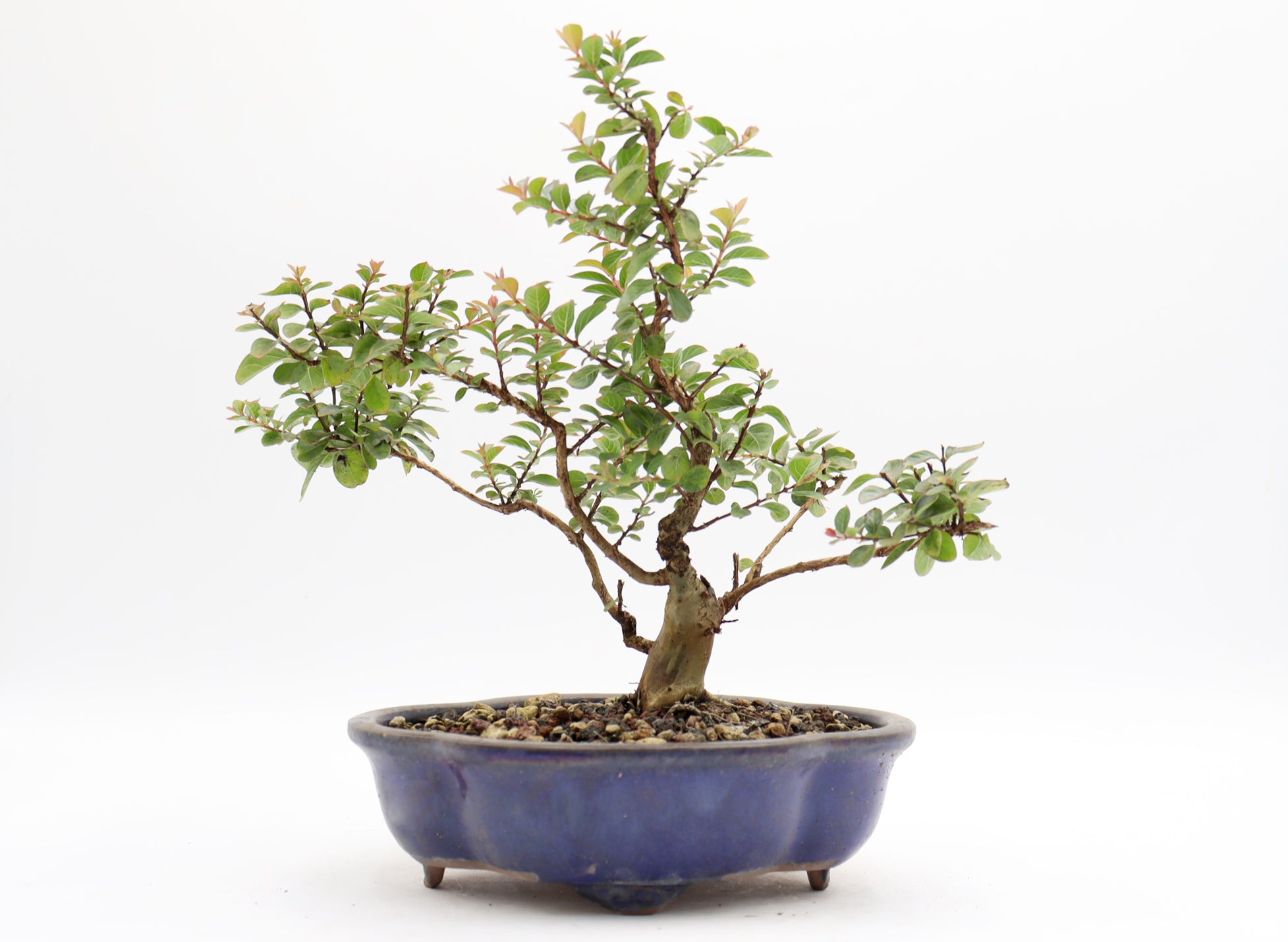 Chickasaw Crepe Myrtle in a Glazed Pot