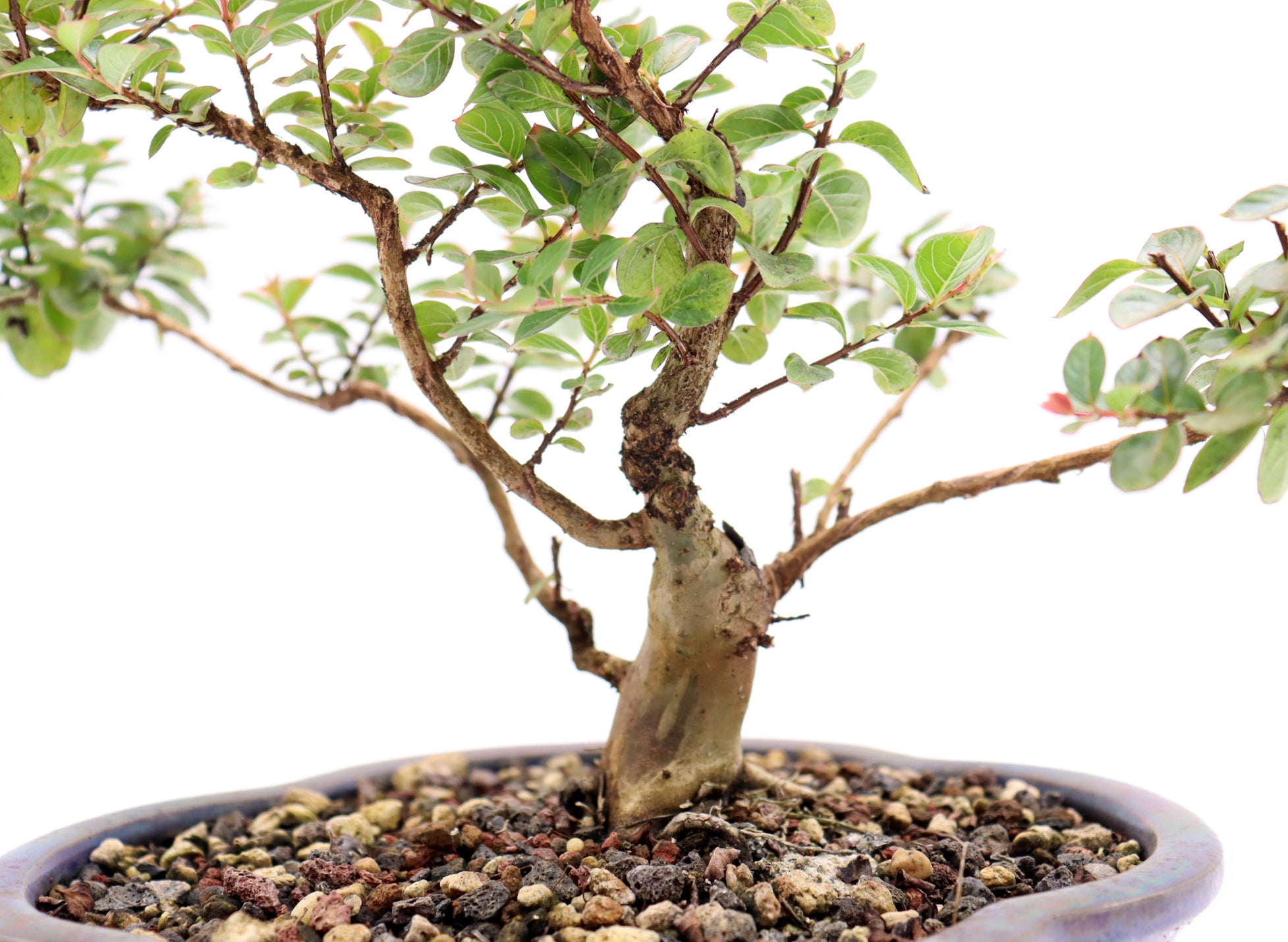 Chickasaw Crepe Myrtle in a Glazed Pot
