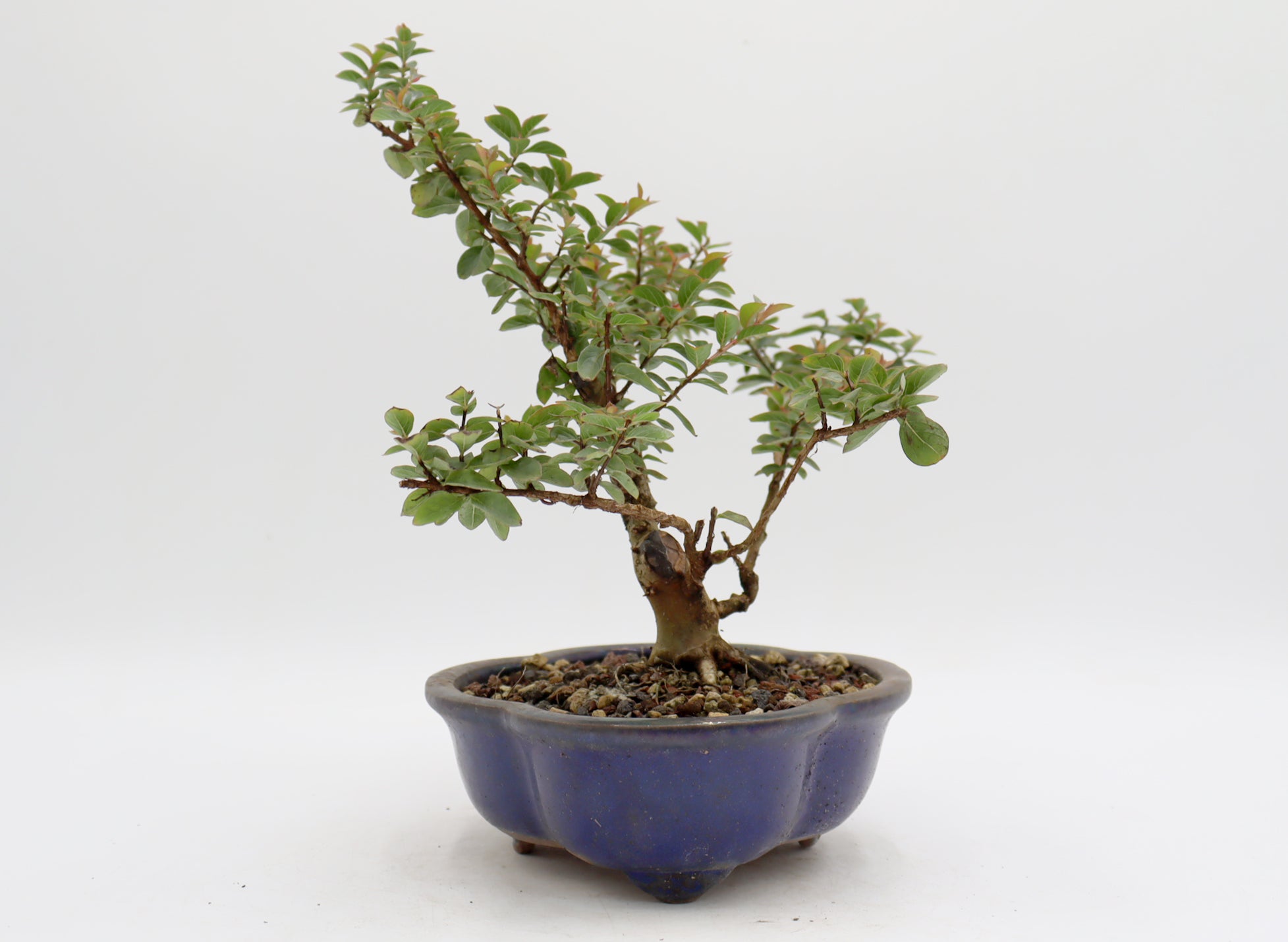 Chickasaw Crepe Myrtle in a Glazed Pot