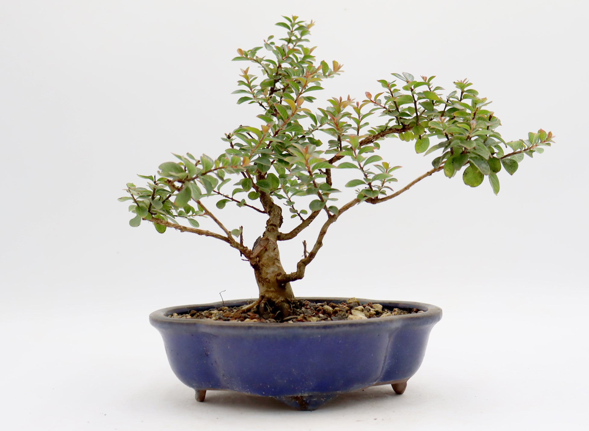 Chickasaw Crepe Myrtle in a Glazed Pot