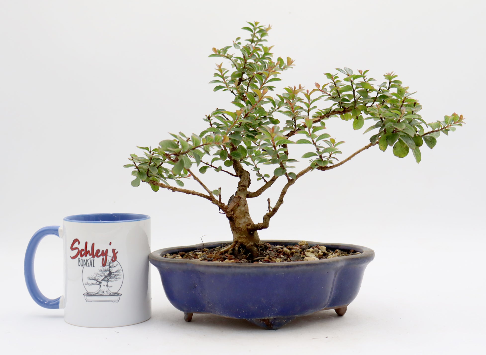 Chickasaw Crepe Myrtle in a Glazed Pot