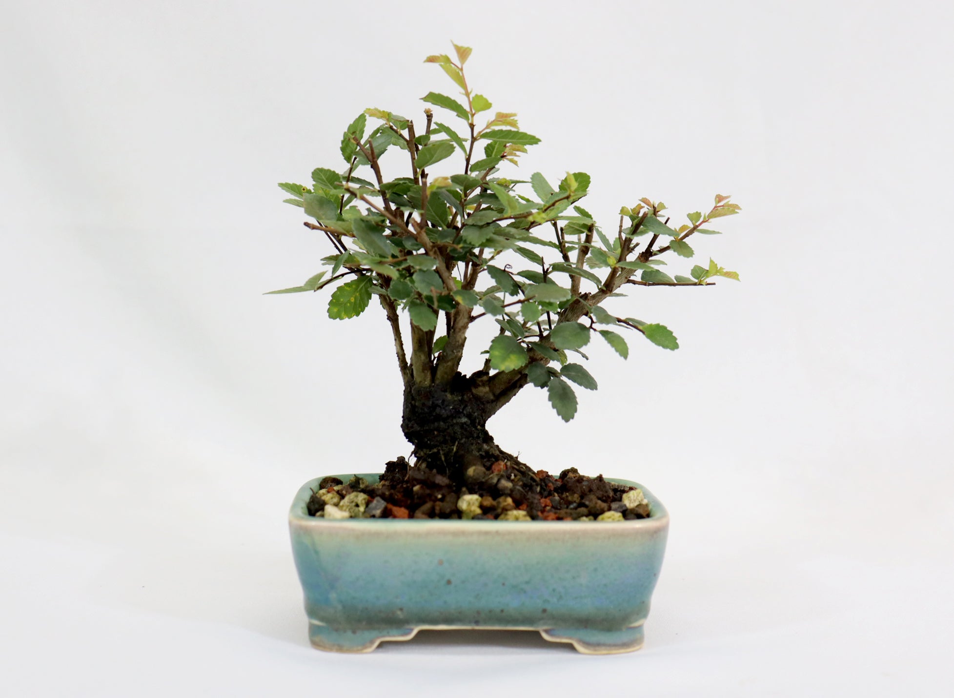 Chinese Elm in a Glazed and Chopped Pot