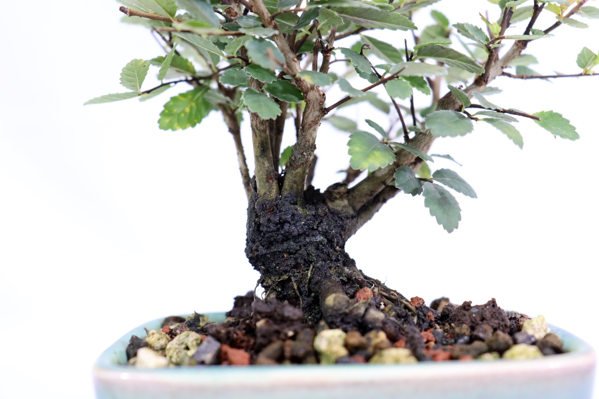 Chinese Elm in a Glazed and Chopped Pot
