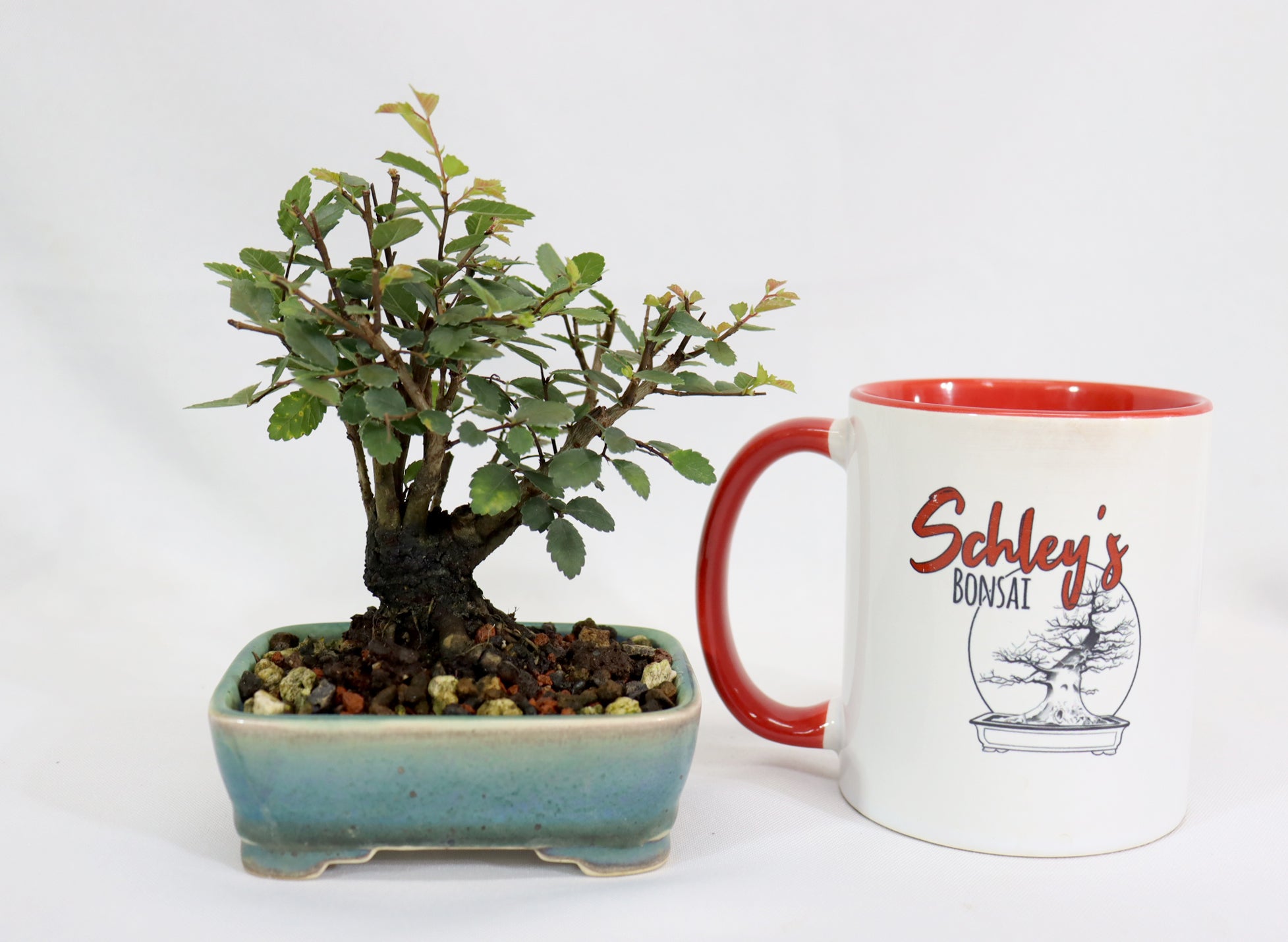 Chinese Elm in a Glazed and Chopped Pot