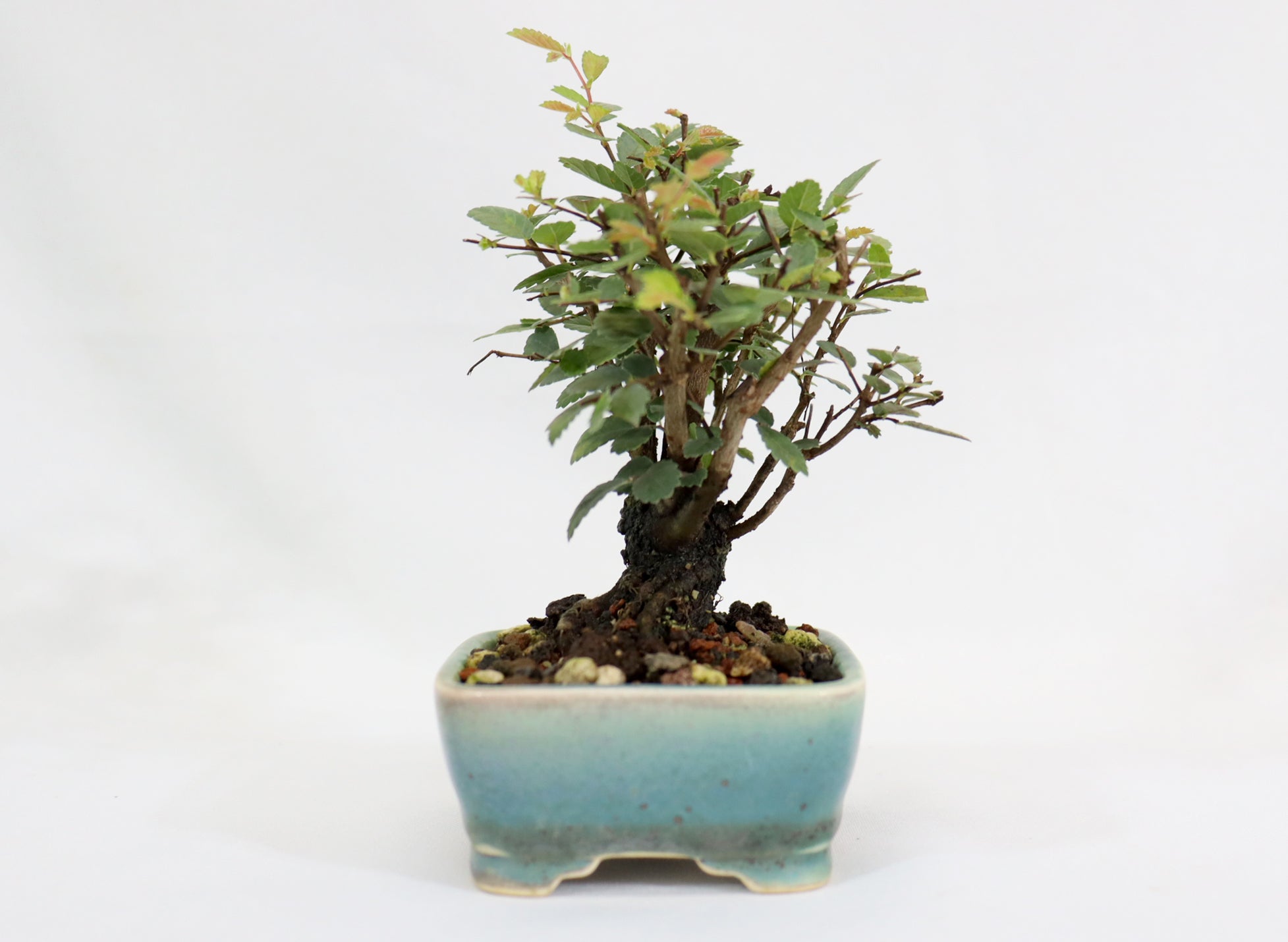 Chinese Elm in a Glazed and Chopped Pot