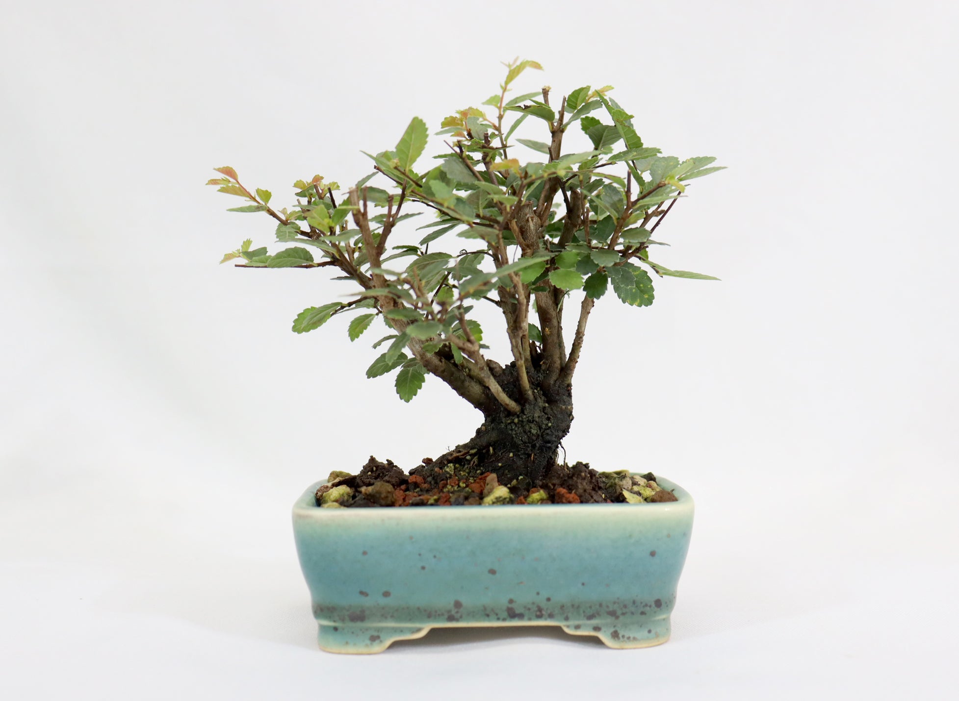 Chinese Elm in a Glazed and Chopped Pot