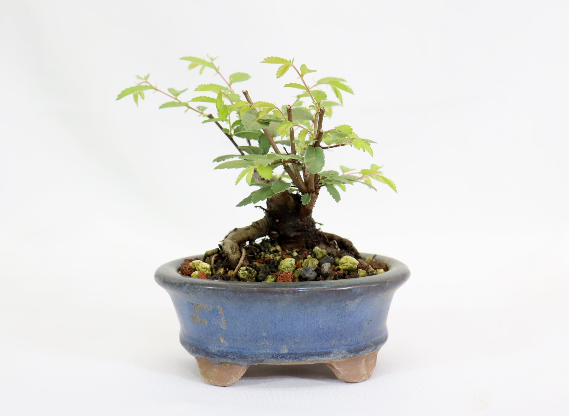 Chinese Elm in a Glazed Pot