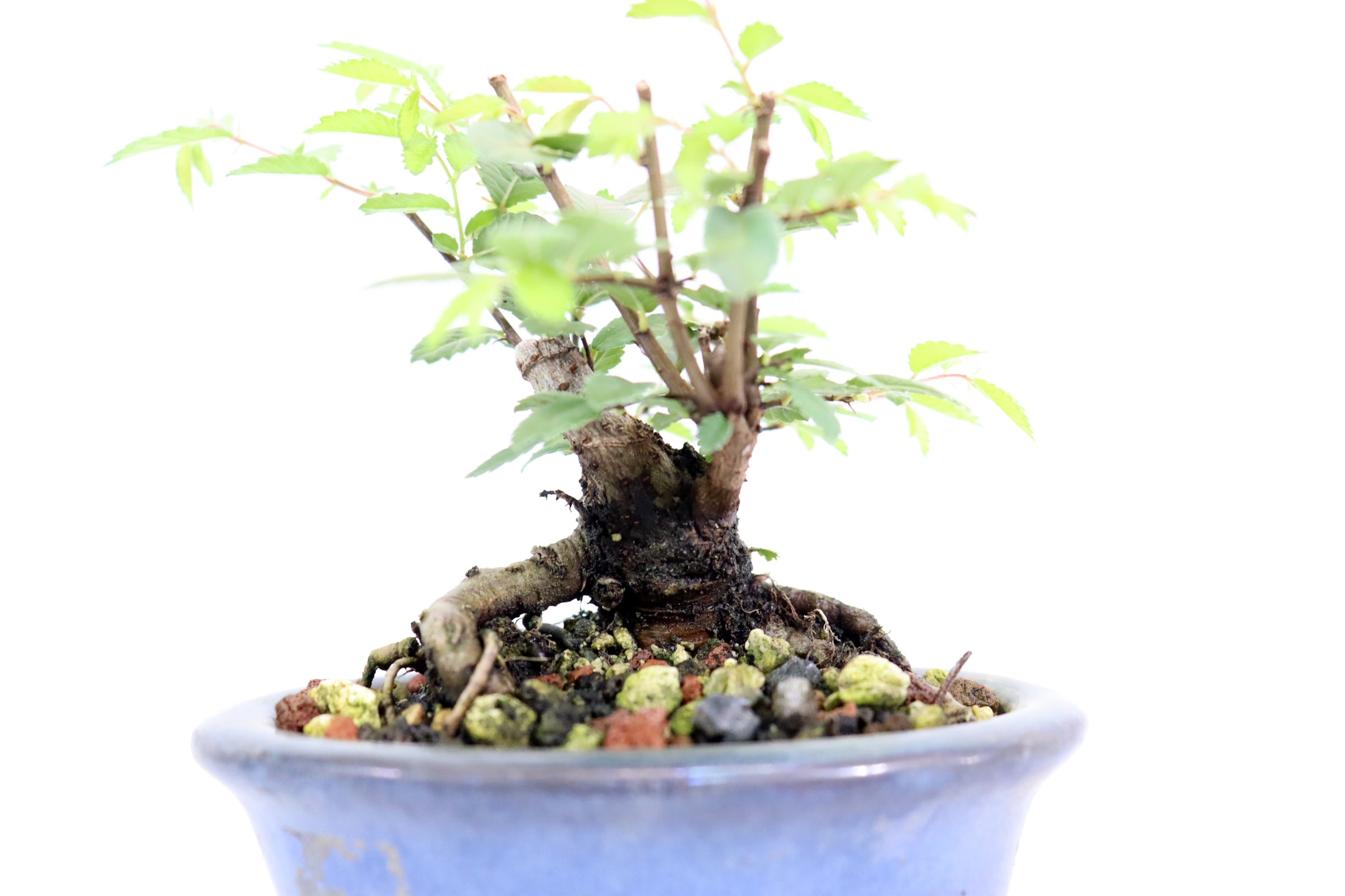 Chinese Elm in a Glazed Pot