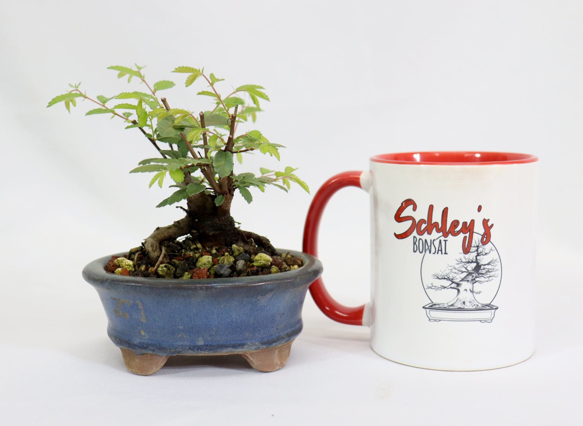 Chinese Elm in a Glazed Pot