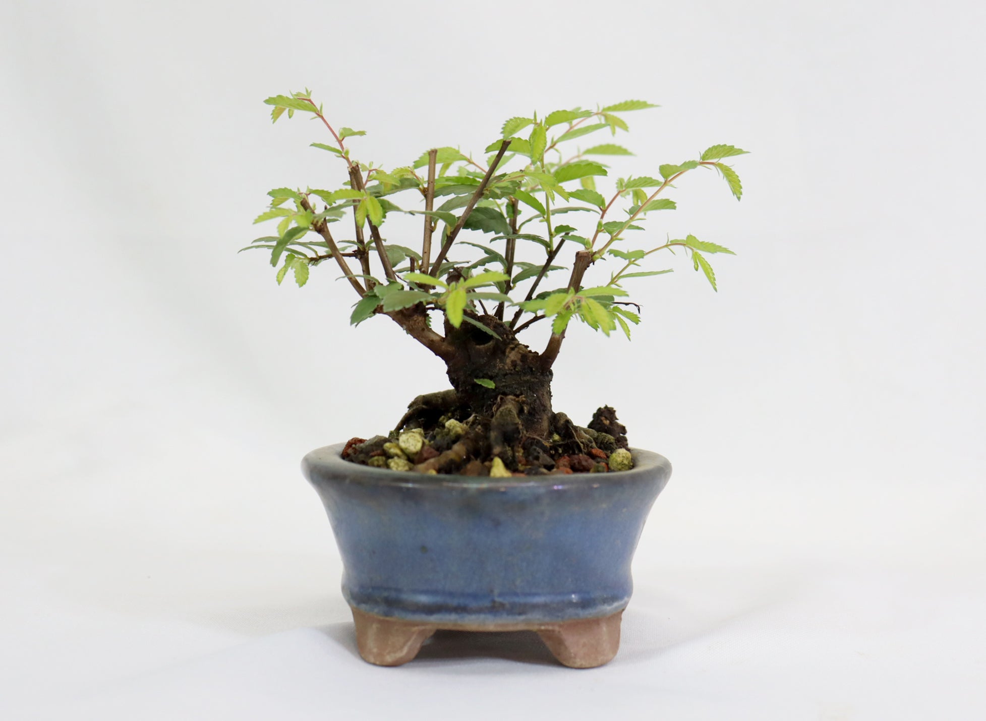 Chinese Elm in a Glazed Pot
