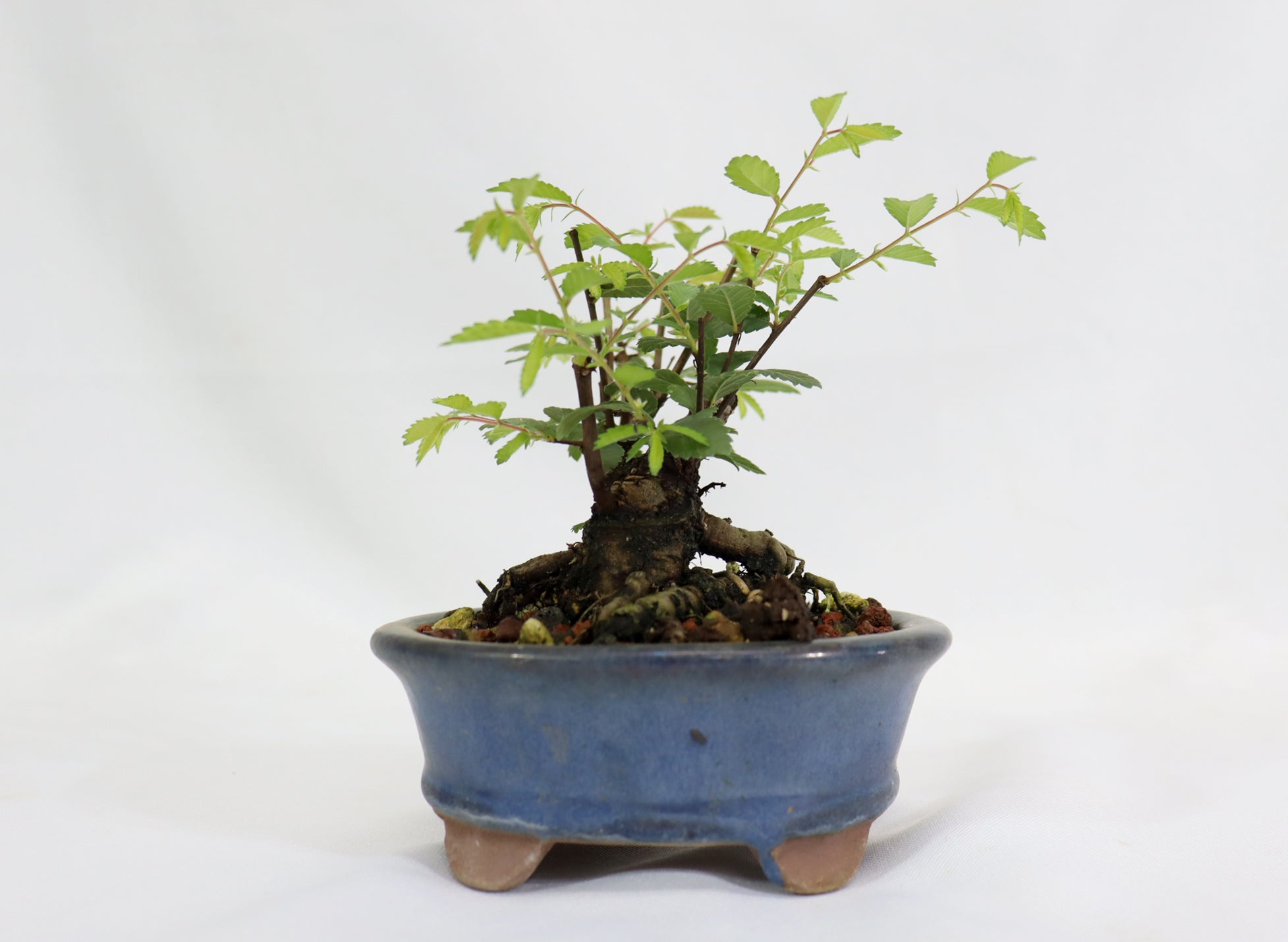 Chinese Elm in a Glazed Pot