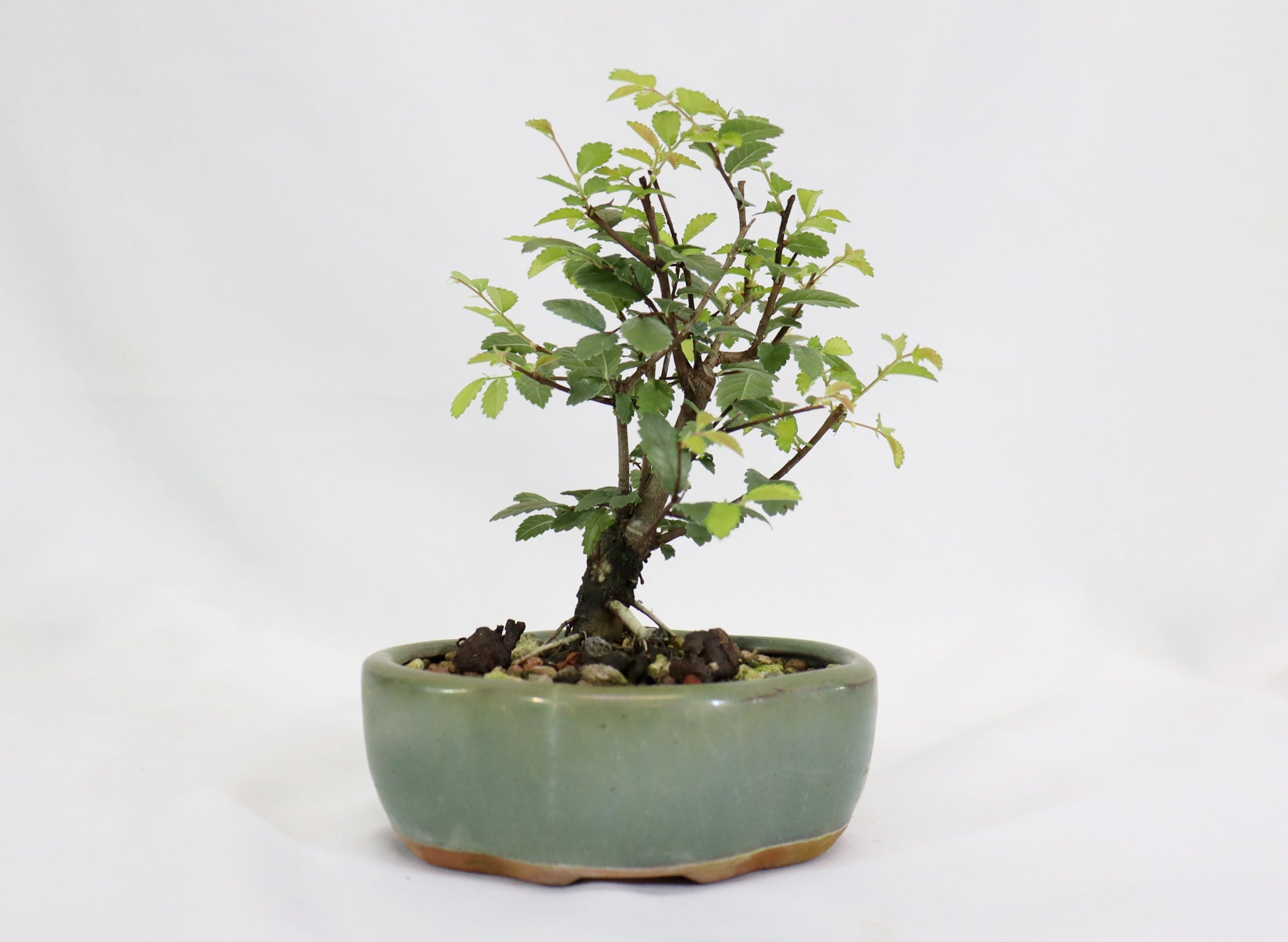 Mame Chinese Elm in a Glazed Pot