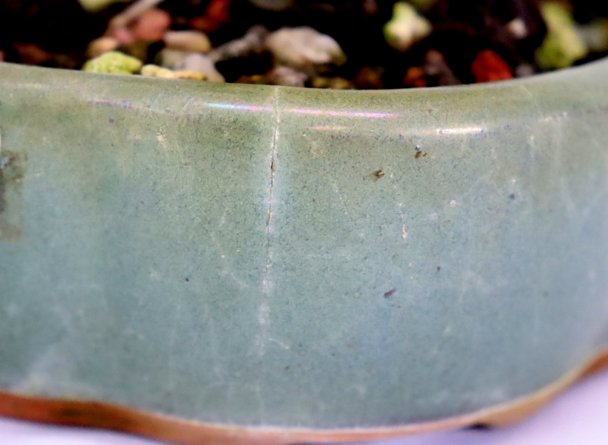Mame Chinese Elm in a Glazed Pot
