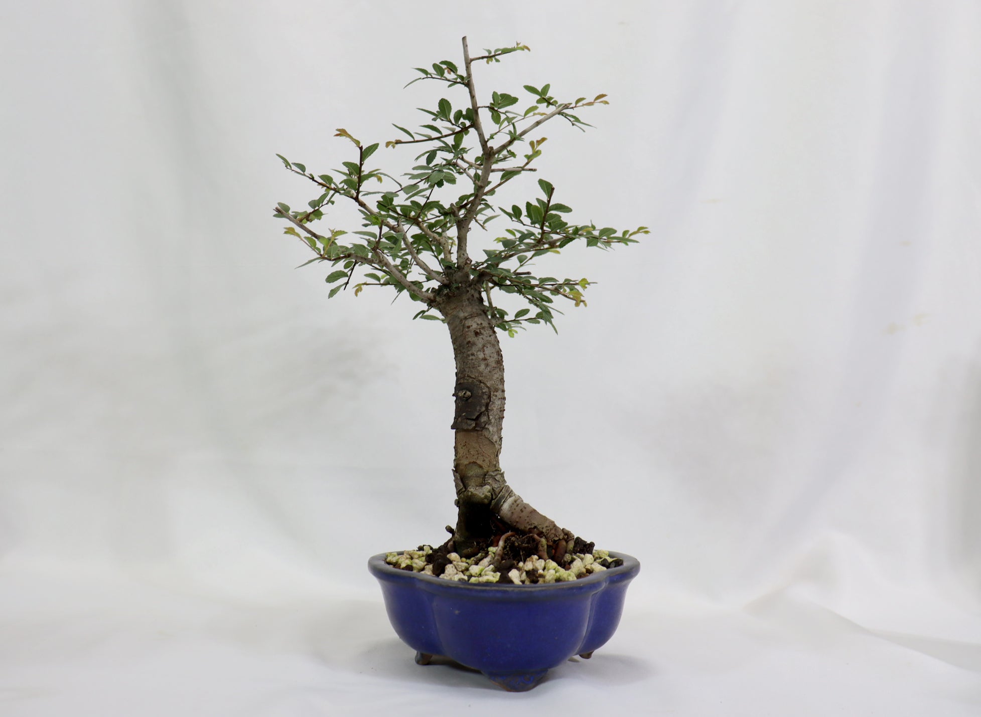 Chinese Elm in a Blue Lotus Pot