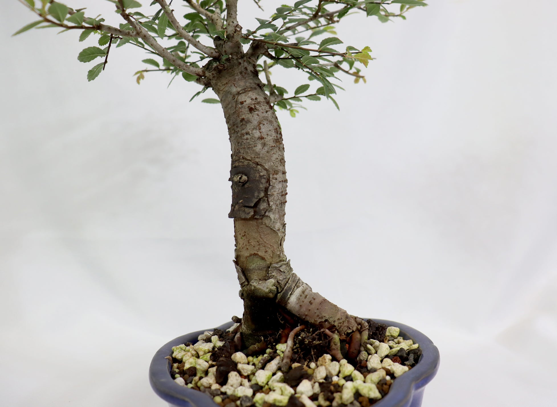 Chinese Elm in a Blue Lotus Pot