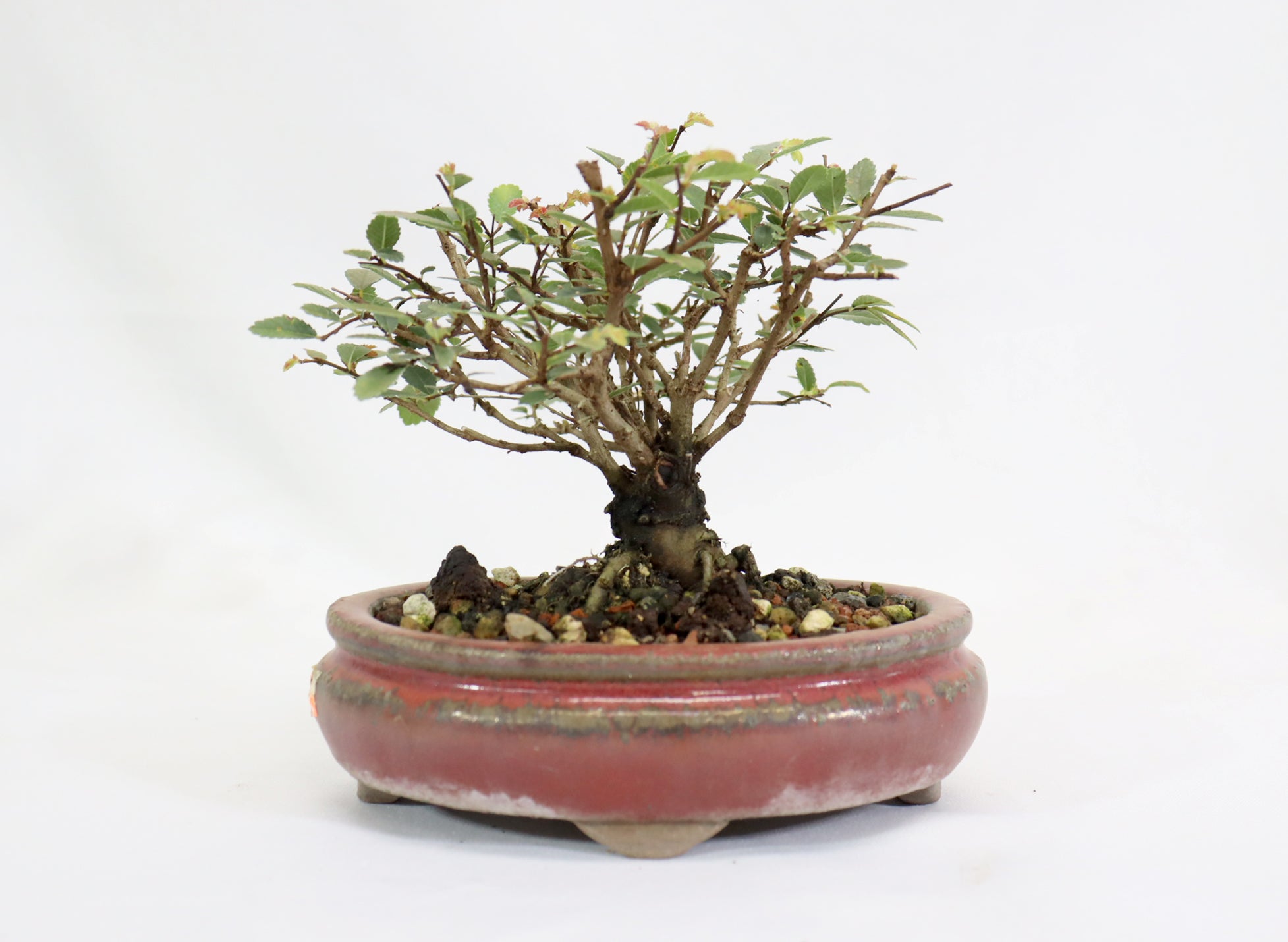 Mame Chinese Elm in a Glazed Pot