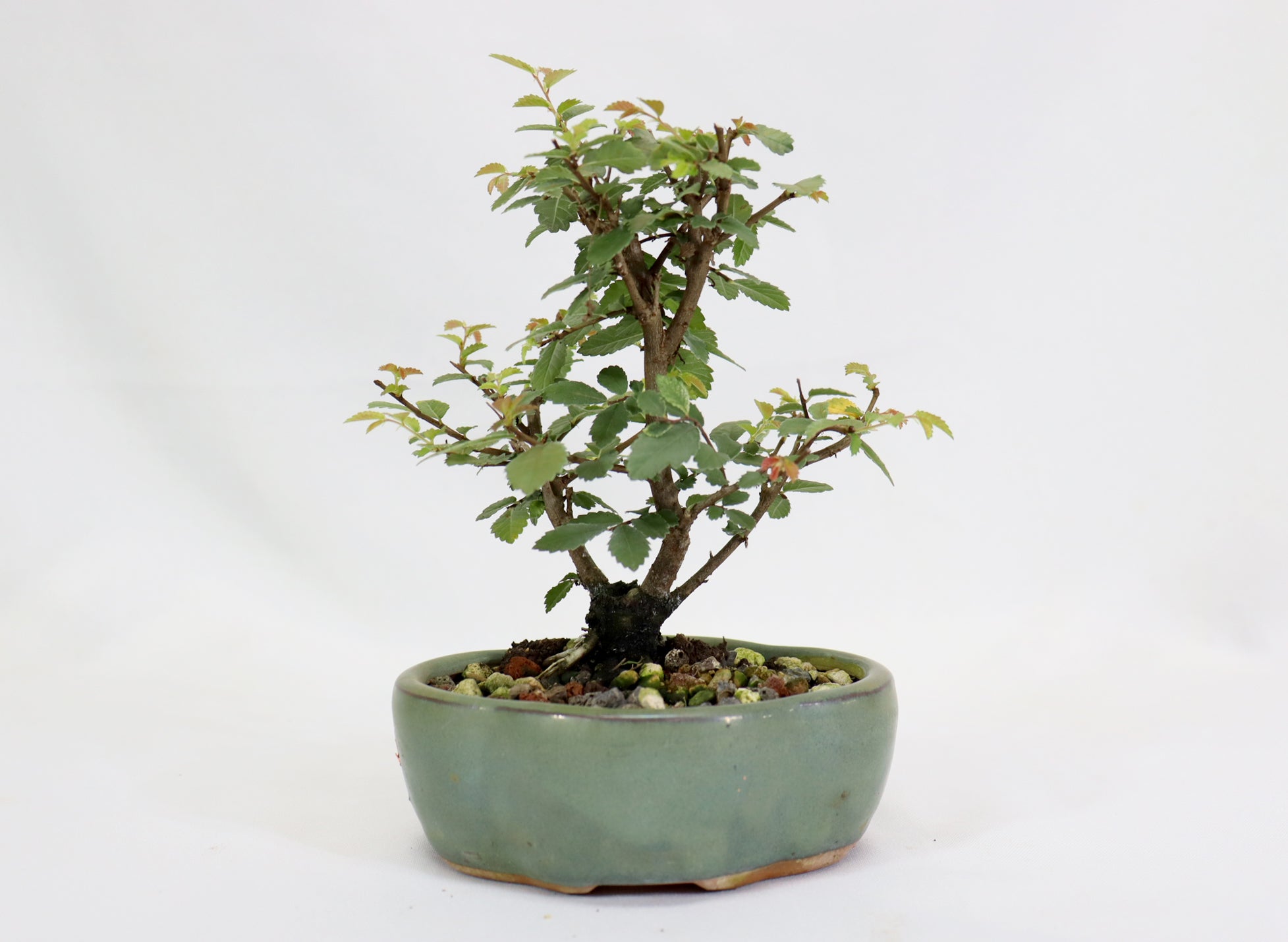 Mame Twin Trunk Chinese Elm in a Glazed Pot