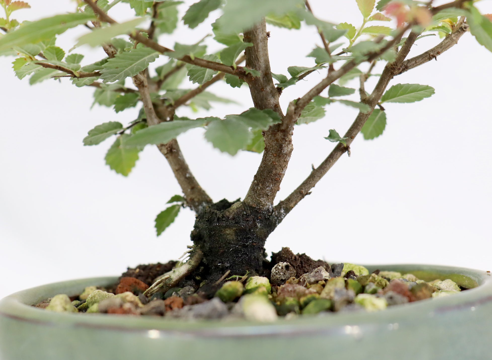 Mame Twin Trunk Chinese Elm in a Glazed Pot