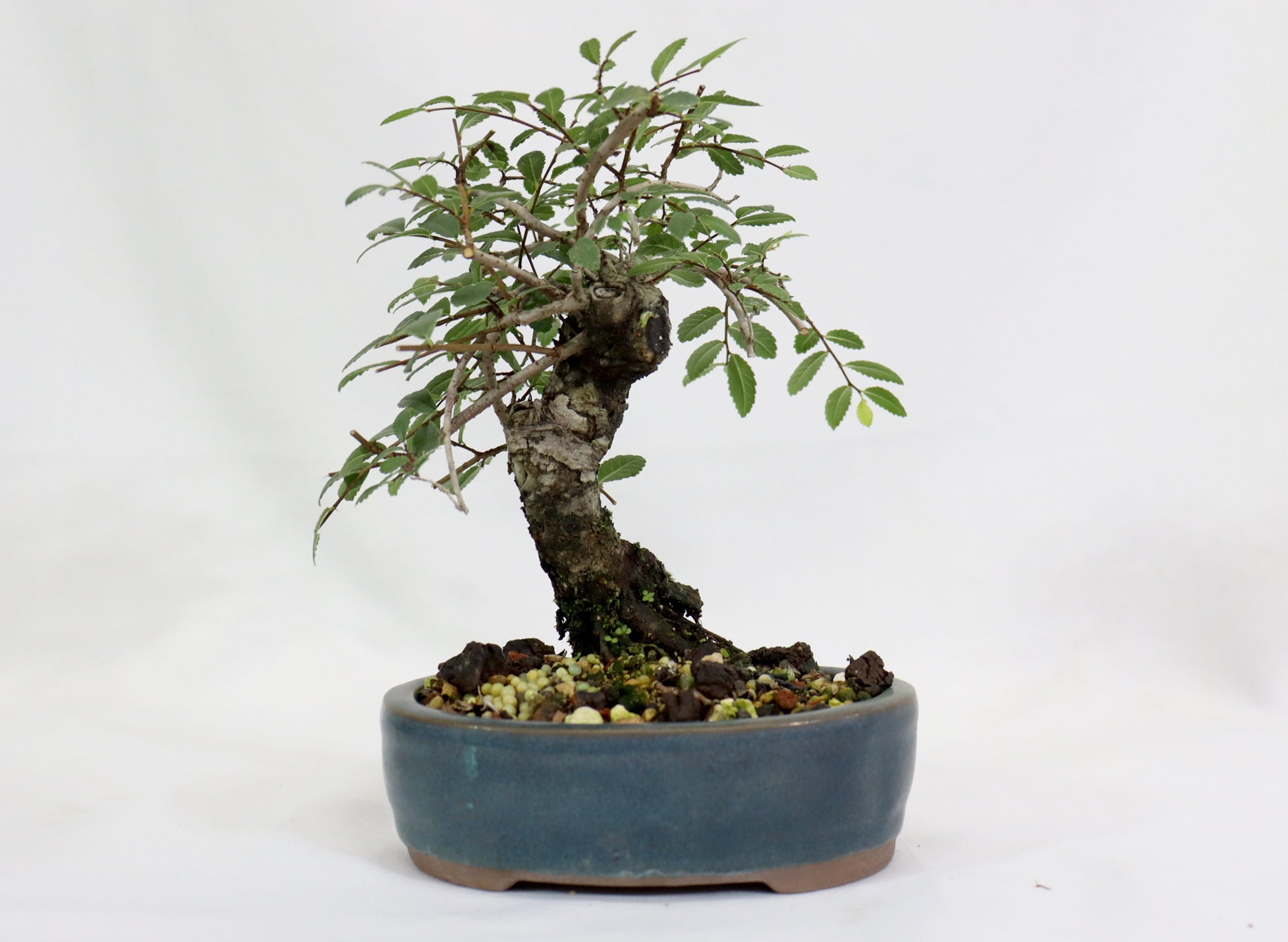Chinese Elm in a Glazed Pot