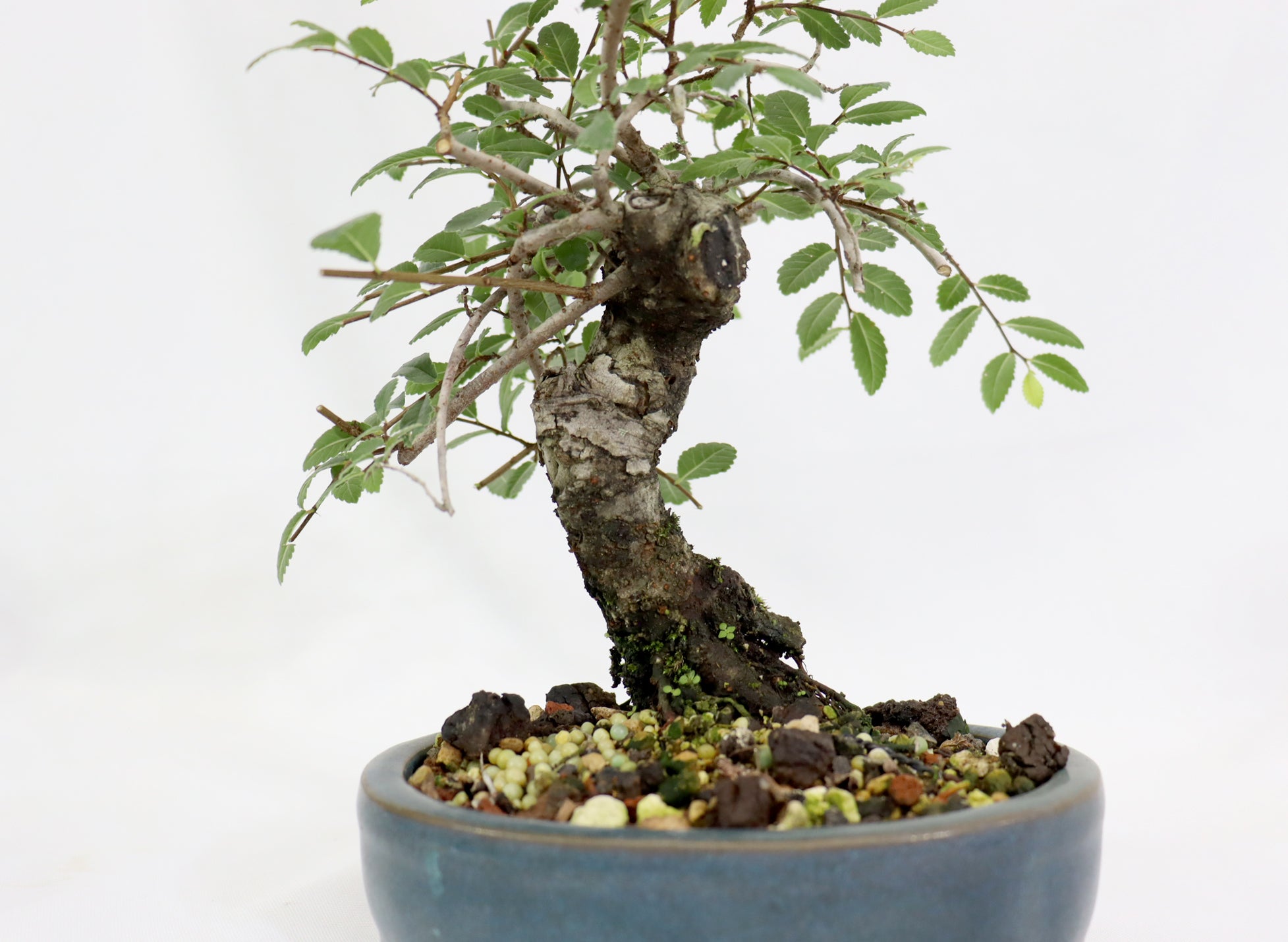 Chinese Elm in a Glazed Pot