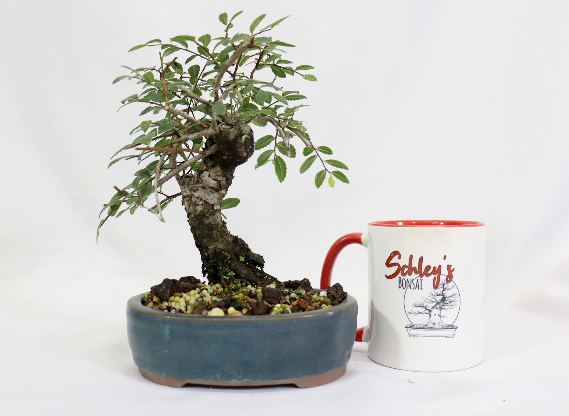 Chinese Elm in a Glazed Pot