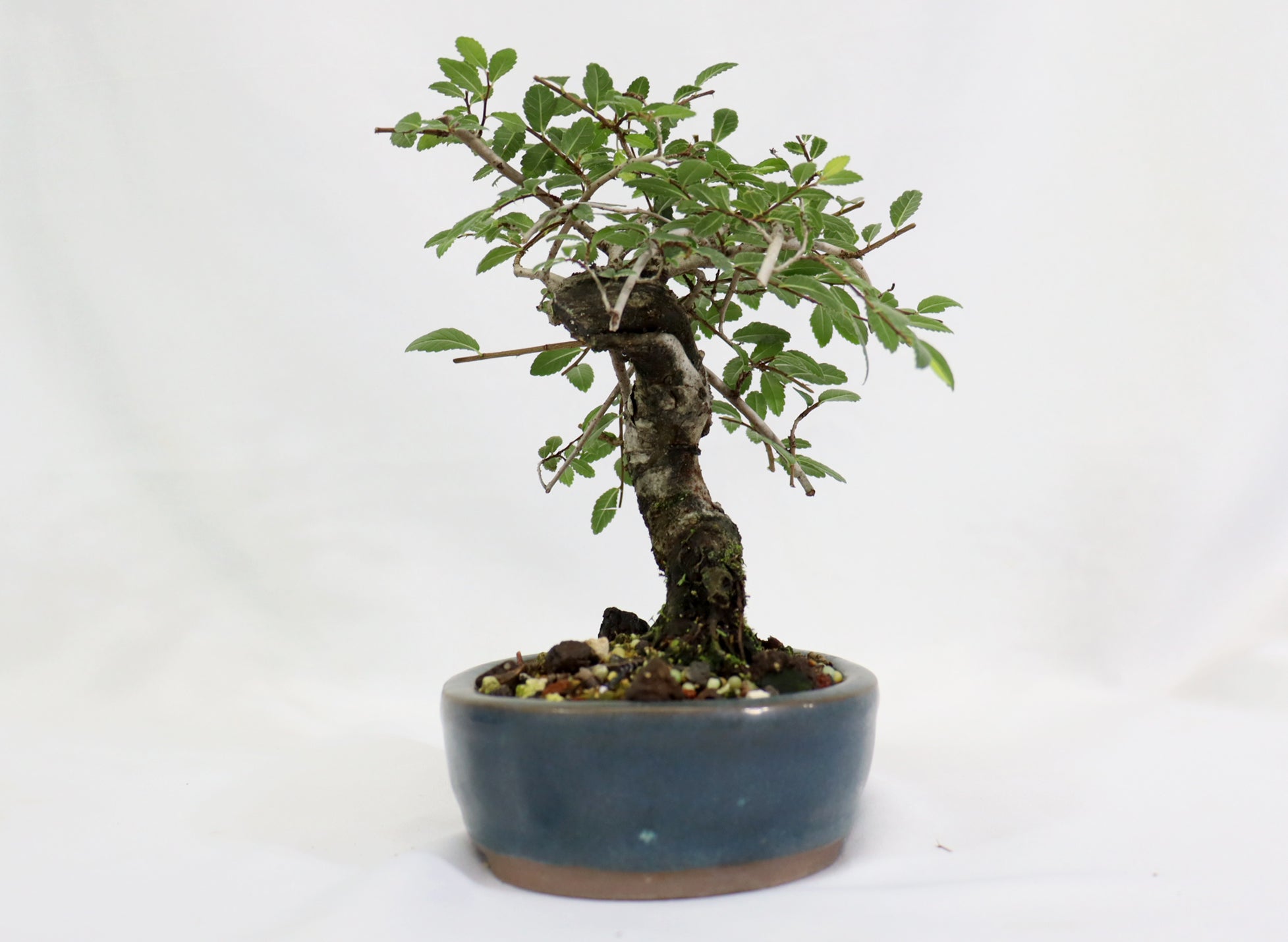 Chinese Elm in a Glazed Pot