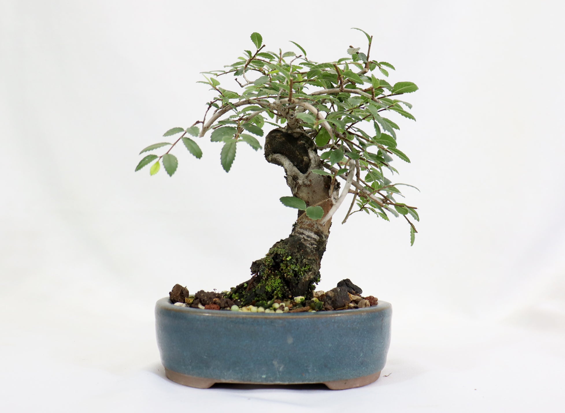 Chinese Elm in a Glazed Pot