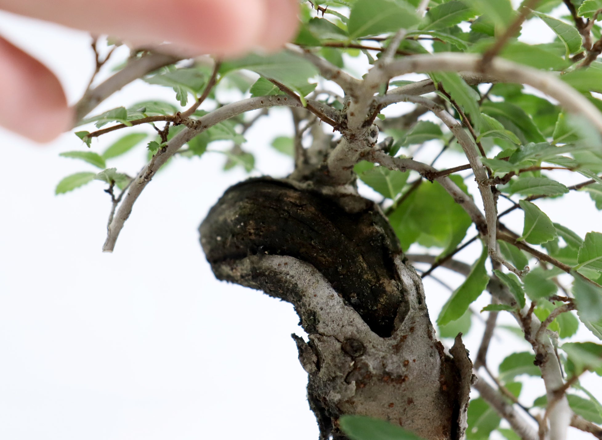 Chinese Elm in a Glazed Pot