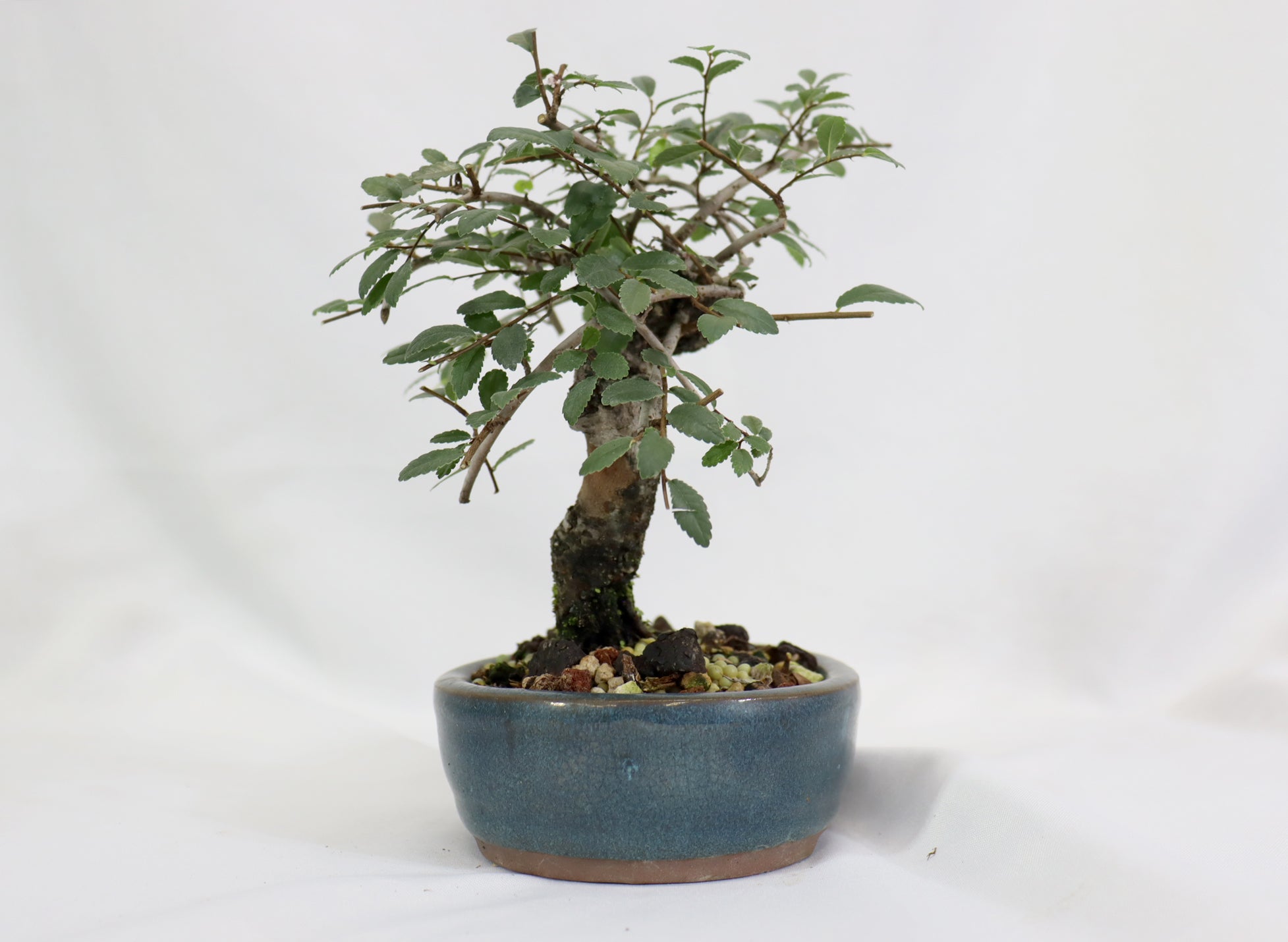 Chinese Elm in a Glazed Pot