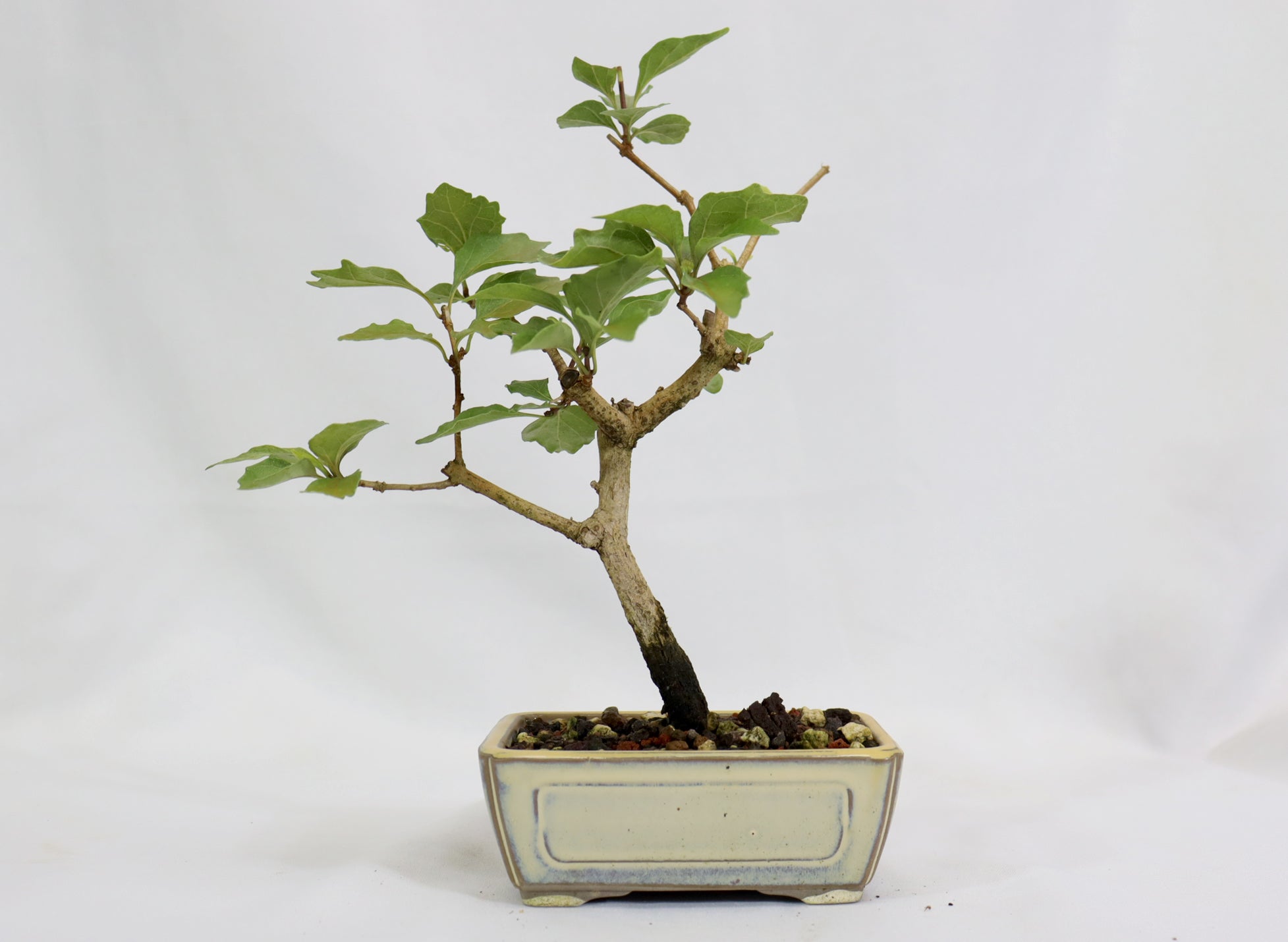 Musk Maple in a Glazed Pot