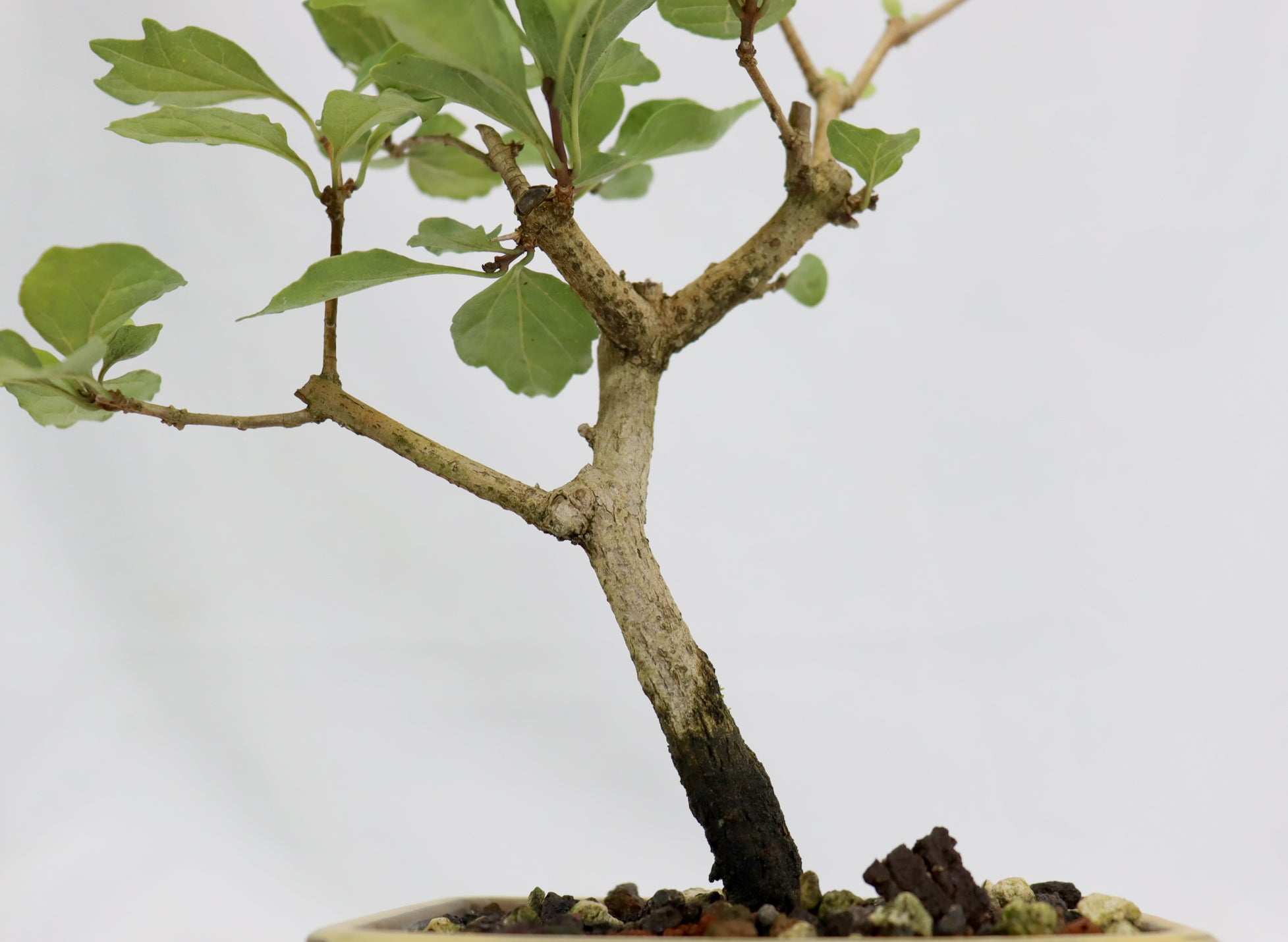 Musk Maple in a Glazed Pot
