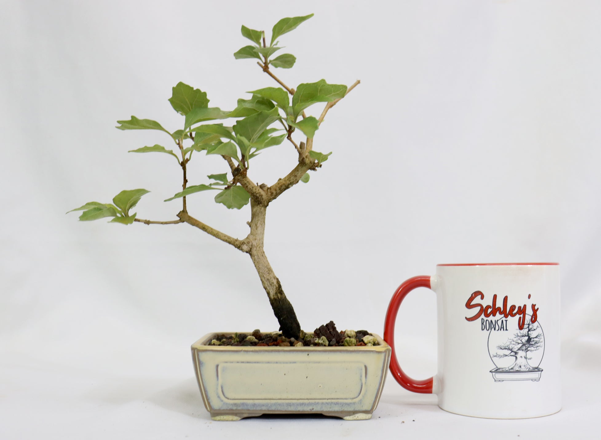 Musk Maple in a Glazed Pot
