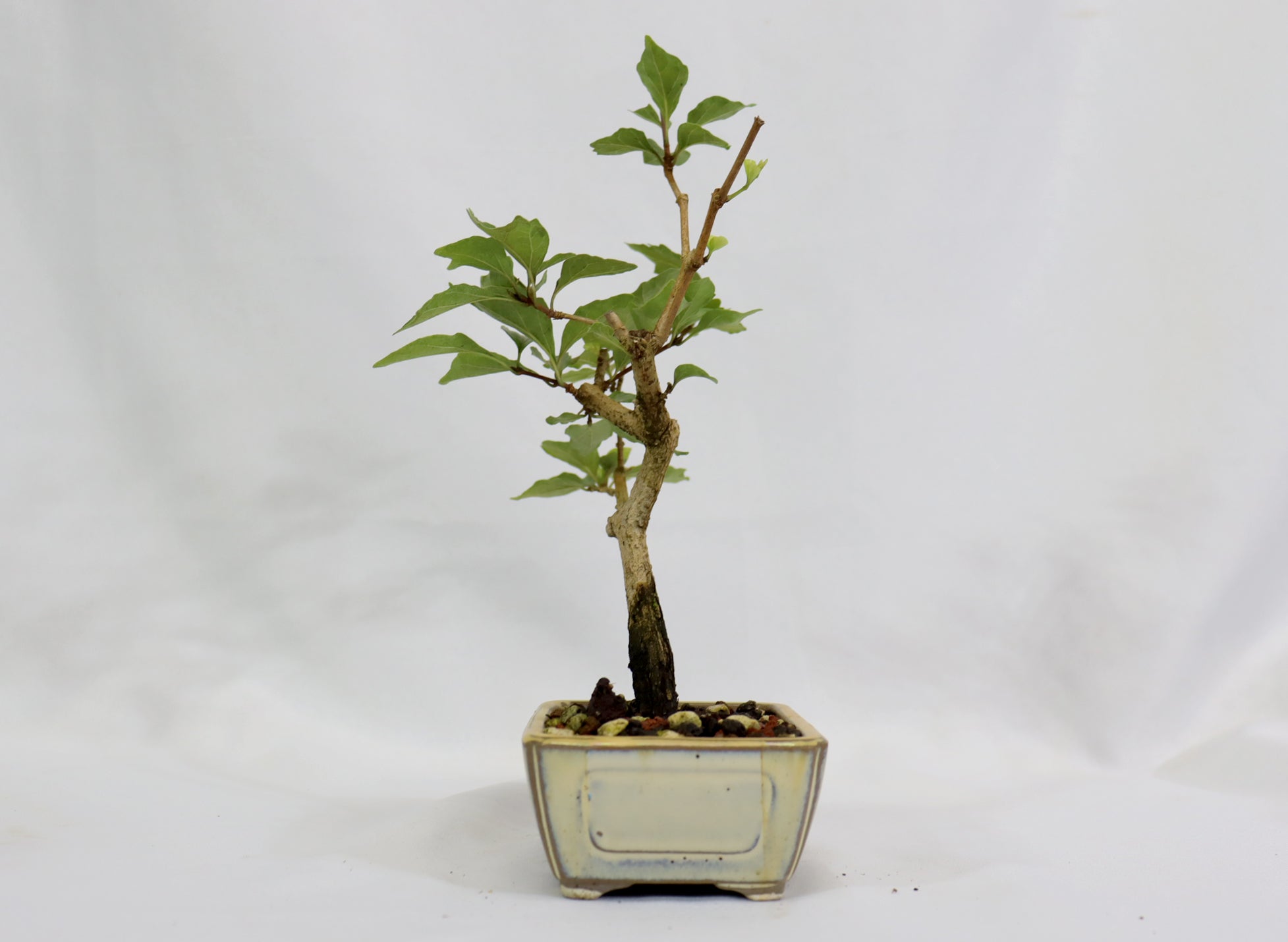 Musk Maple in a Glazed Pot
